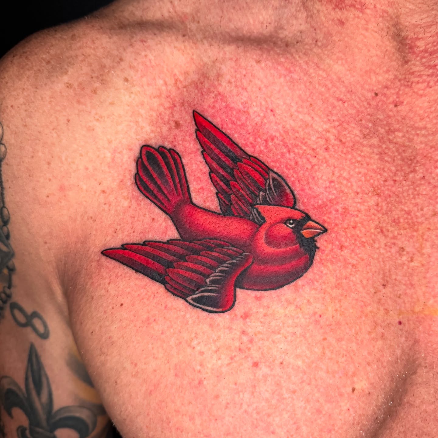 Red cardinal American traditional tattoo on the shoulder by Joshua Orville Vaughn, Kansas City, Missouri