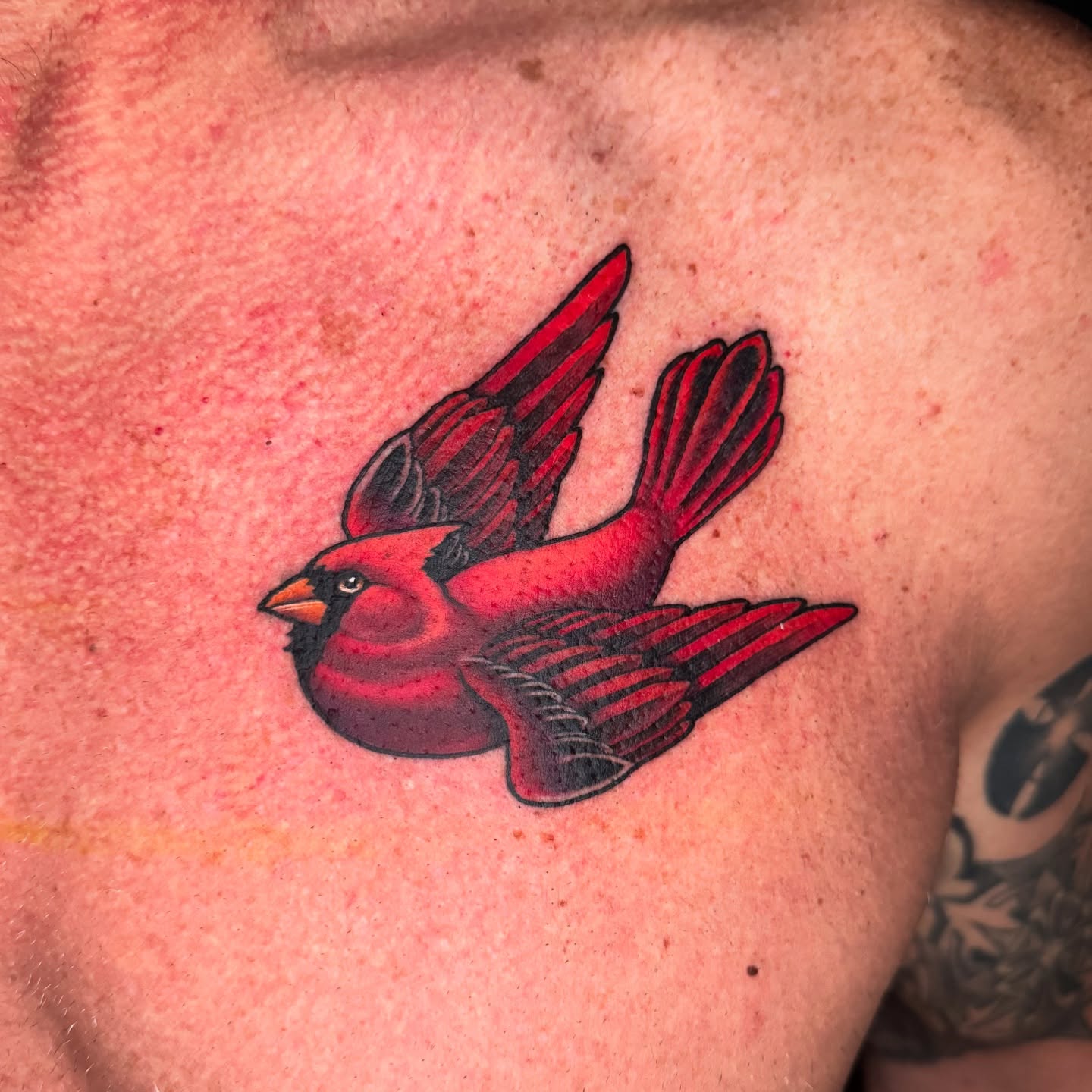 Red cardinal American traditional tattoo on the chest by Joshua Orville Vaughn, Kansas City, Missouri