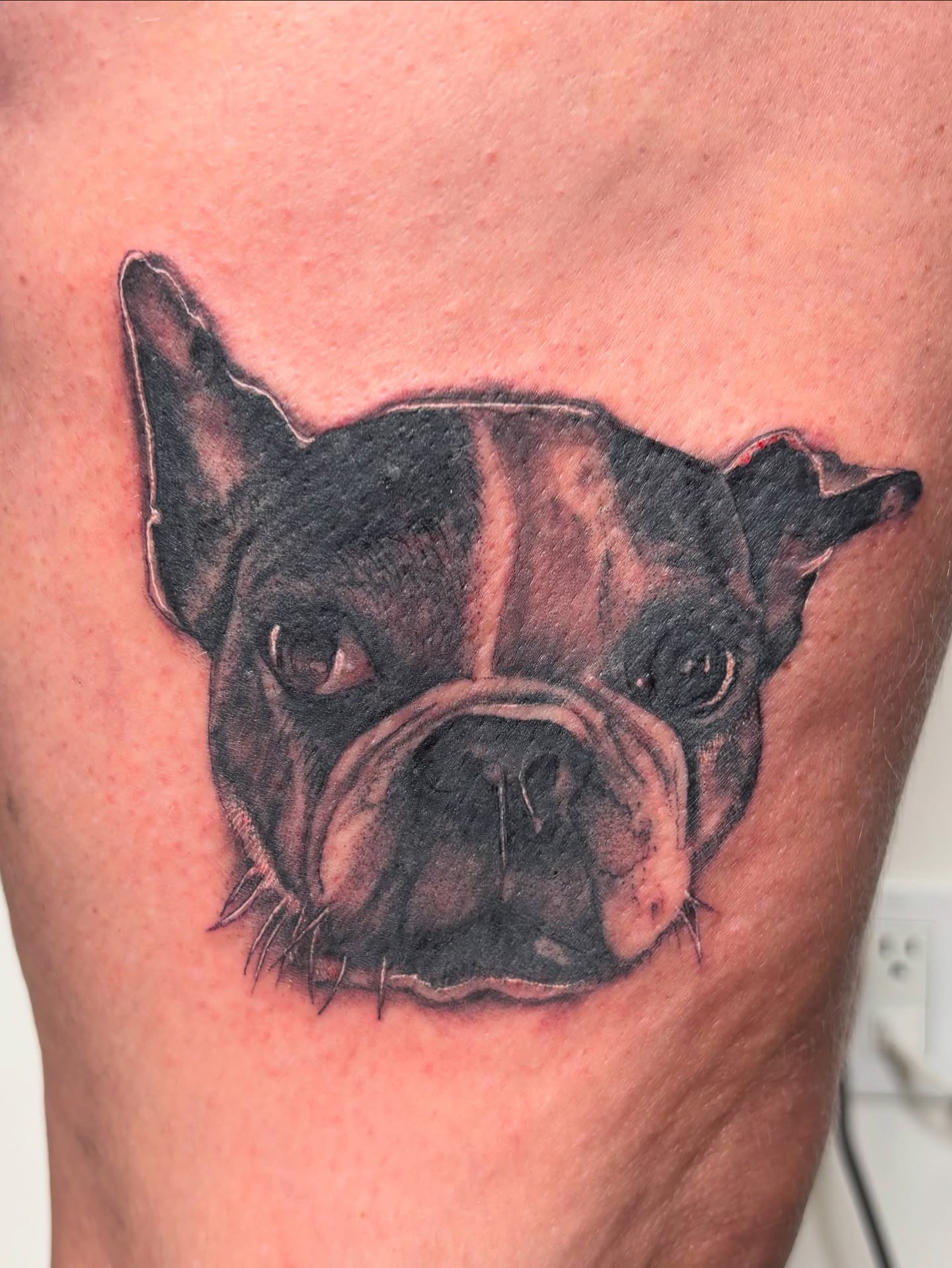 French bulldog realism tattoo on the thigh by Bridget Smith