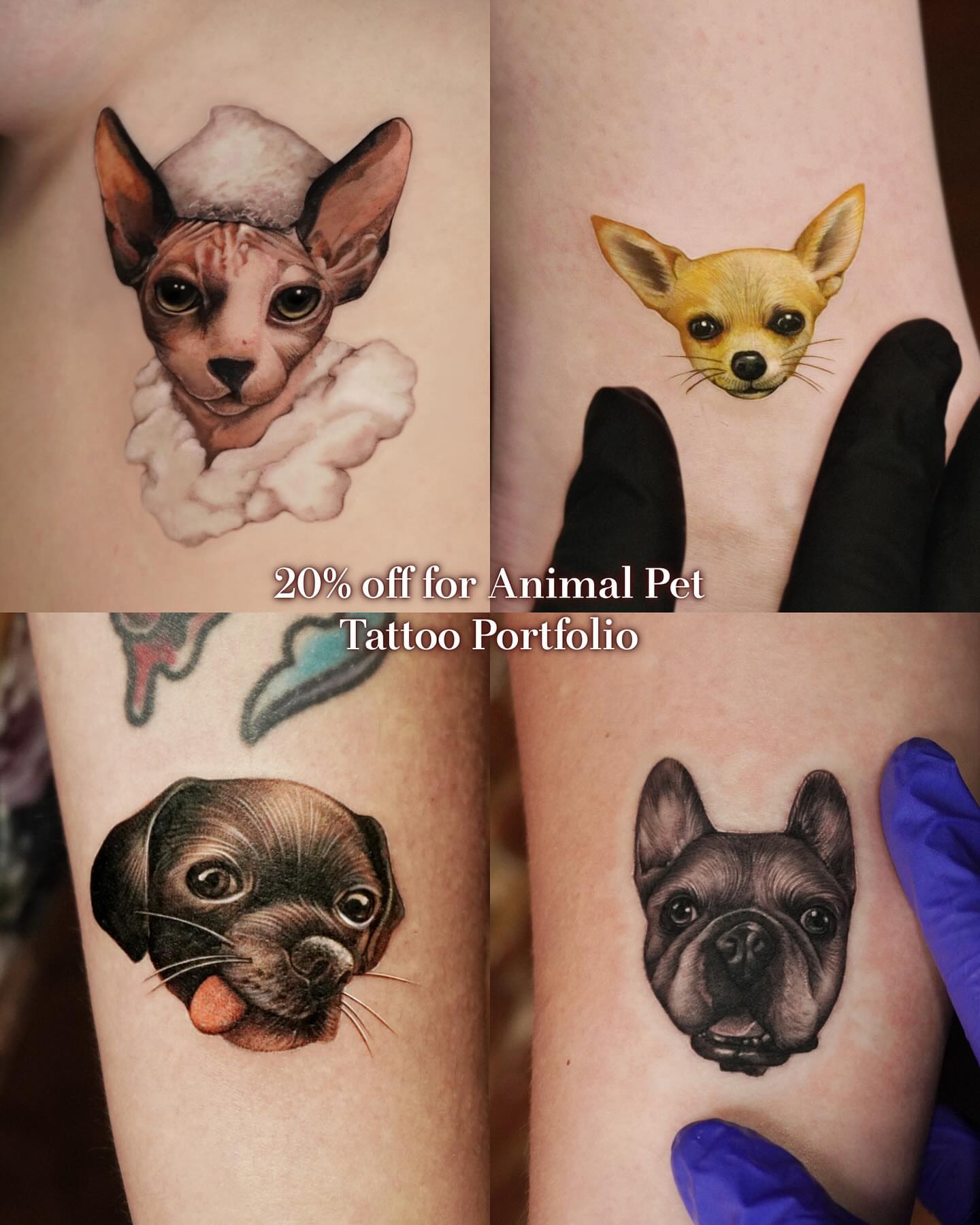 Pet portraits realism tattoo on the forearm by 대구타투 iwol colortattoo realismtattoo
