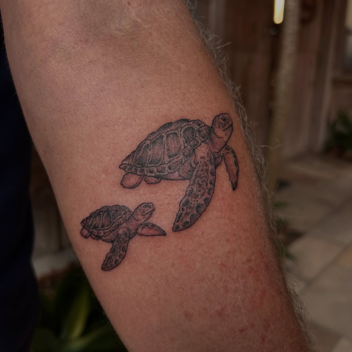 Sea turtles realism tattoo on the forearm by Amara Lyons, Matakana, New Zealand