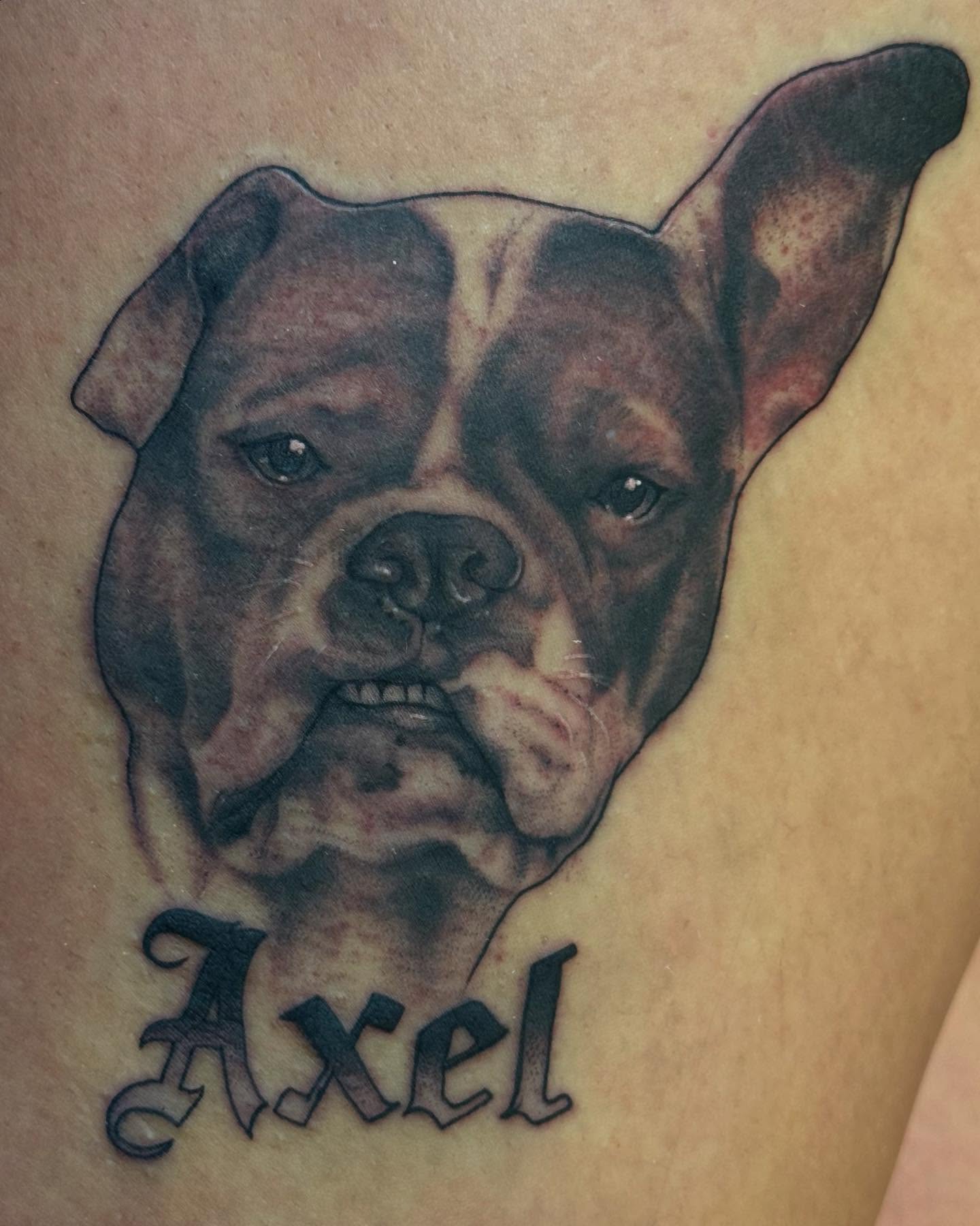 Bulldog realism tattoo on the forearm by Espinal