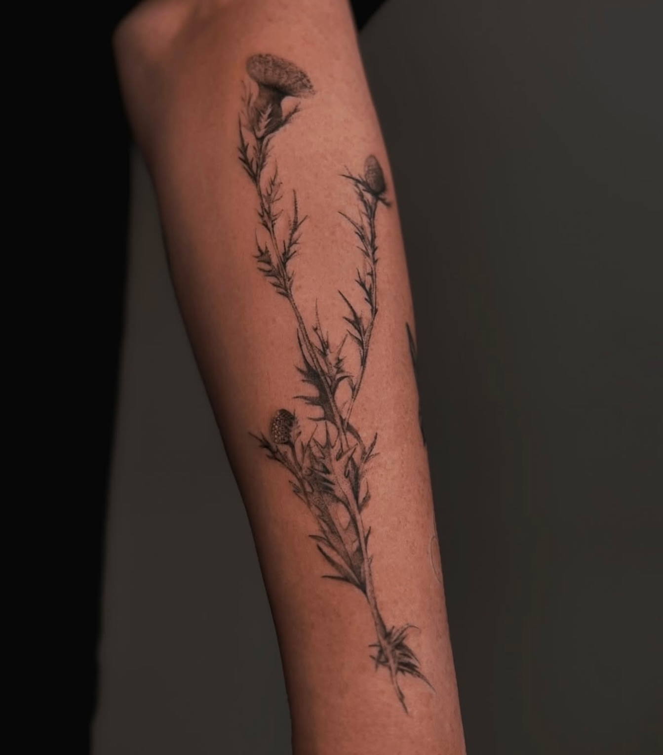 Thistle plant black and grey tattoo on the forearm by Nina Fedorchenko