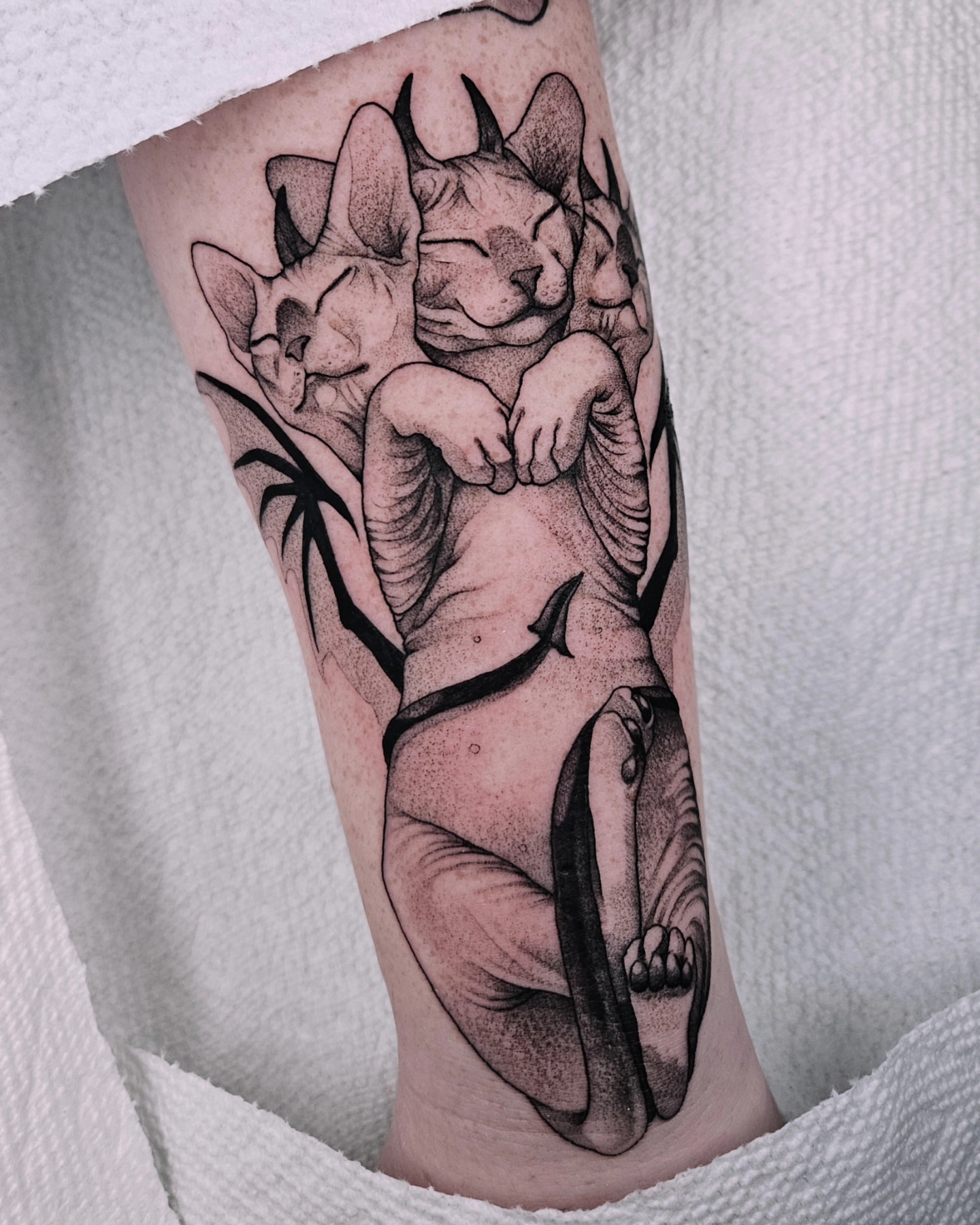 Sphynx cats dotwork tattoo on the forearm by Sabrina Wagner