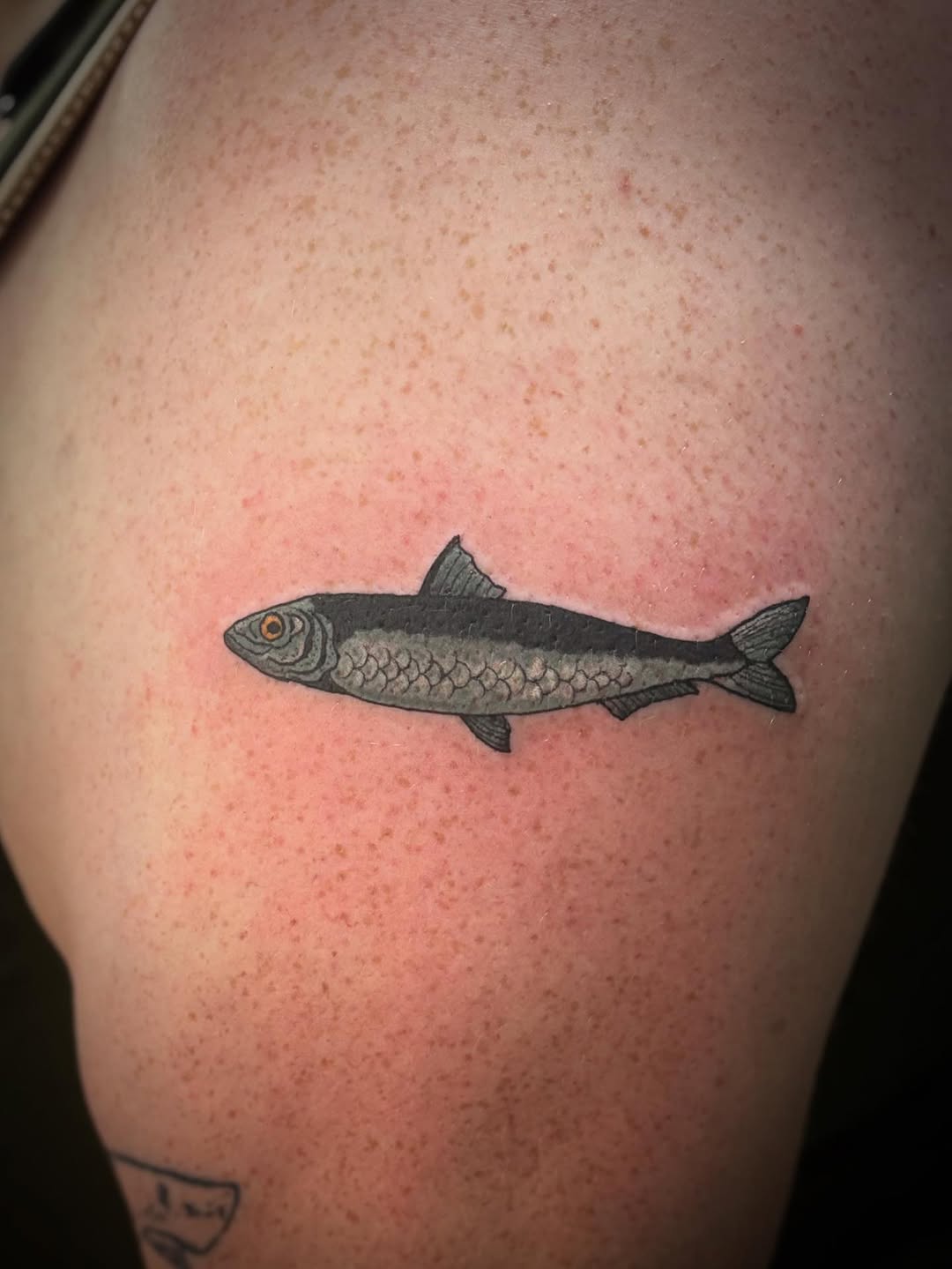 Sardine fish fine line tattoo on the thigh by Hannah Gronbeck