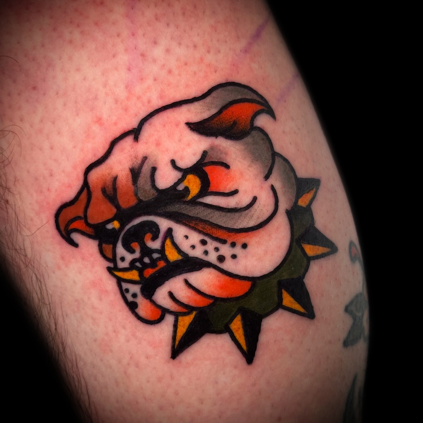 Bulldog American traditional tattoo on the upper arm by Danny Reis
