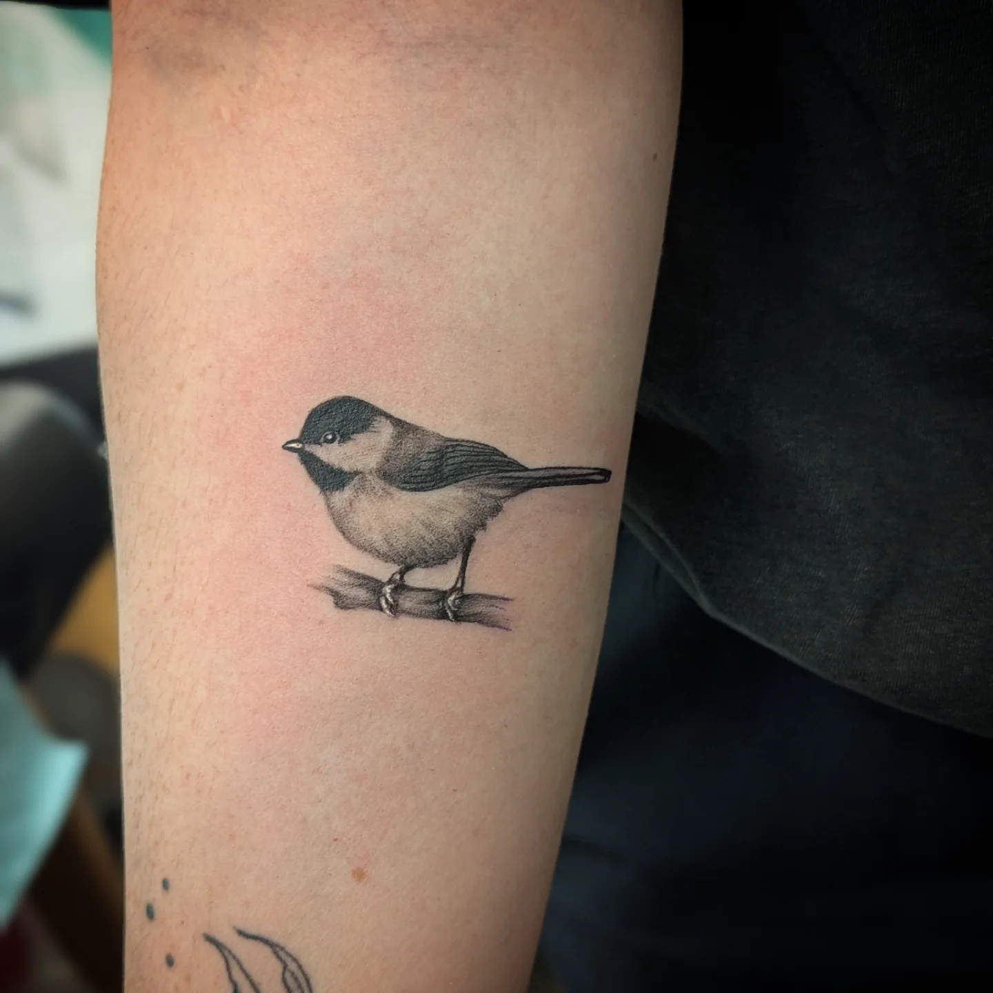 Chickadee realism tattoo on the forearm by Lorelei
