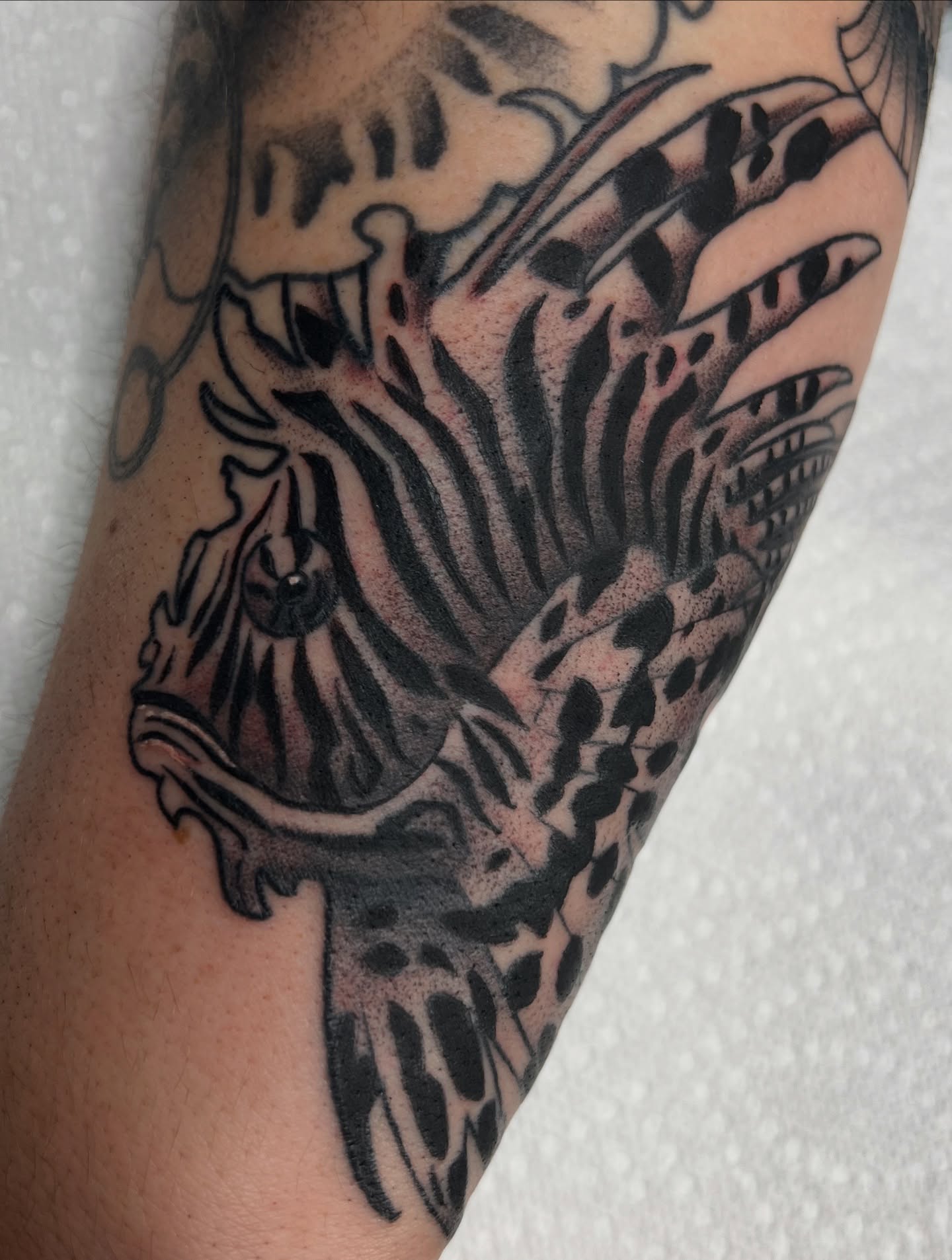Zebra black and grey tattoo on the forearm by Nathan Garcia