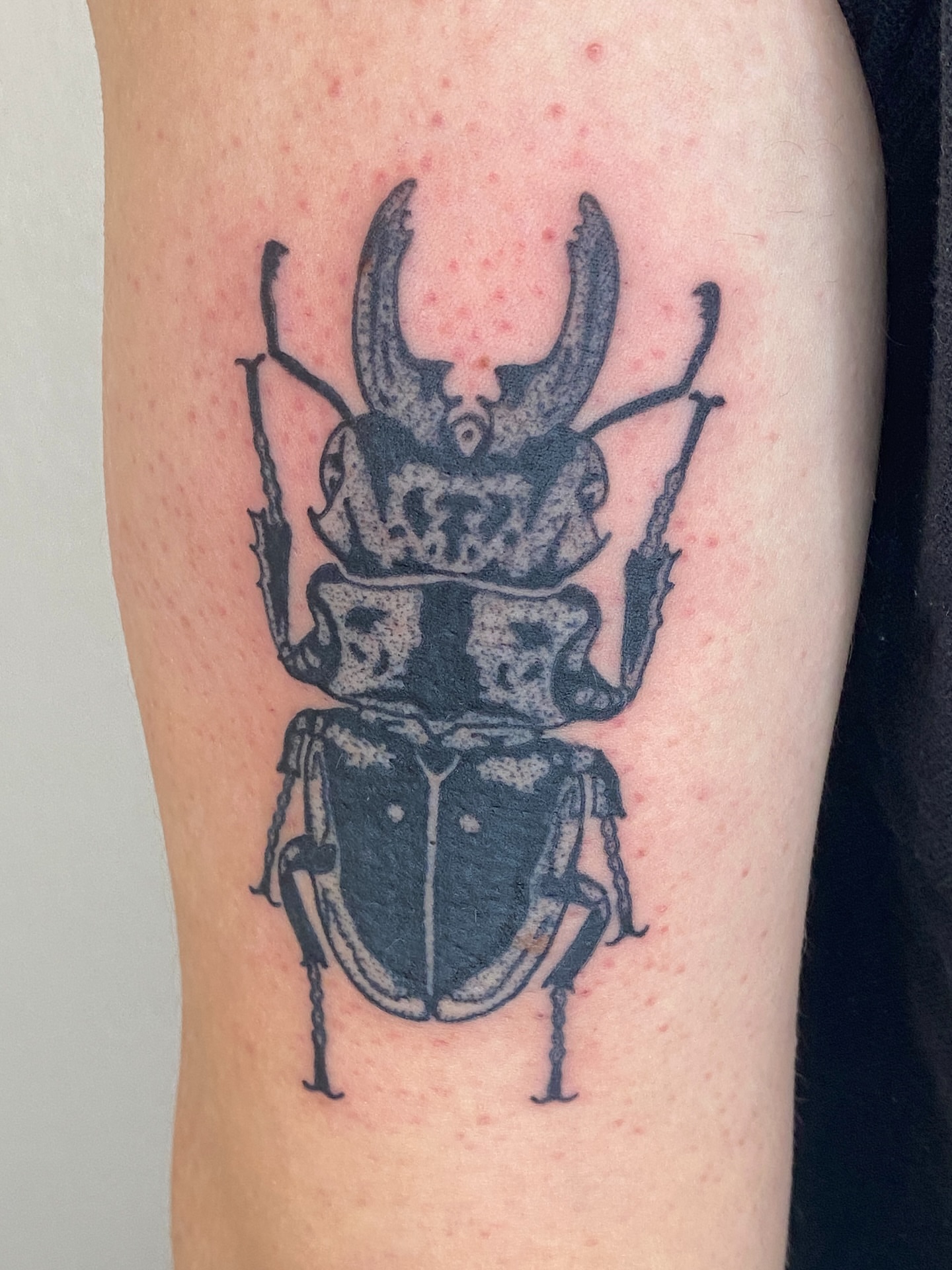Stag beetle black and grey tattoo on the forearm by Aidan Leery, Portland, Oregon