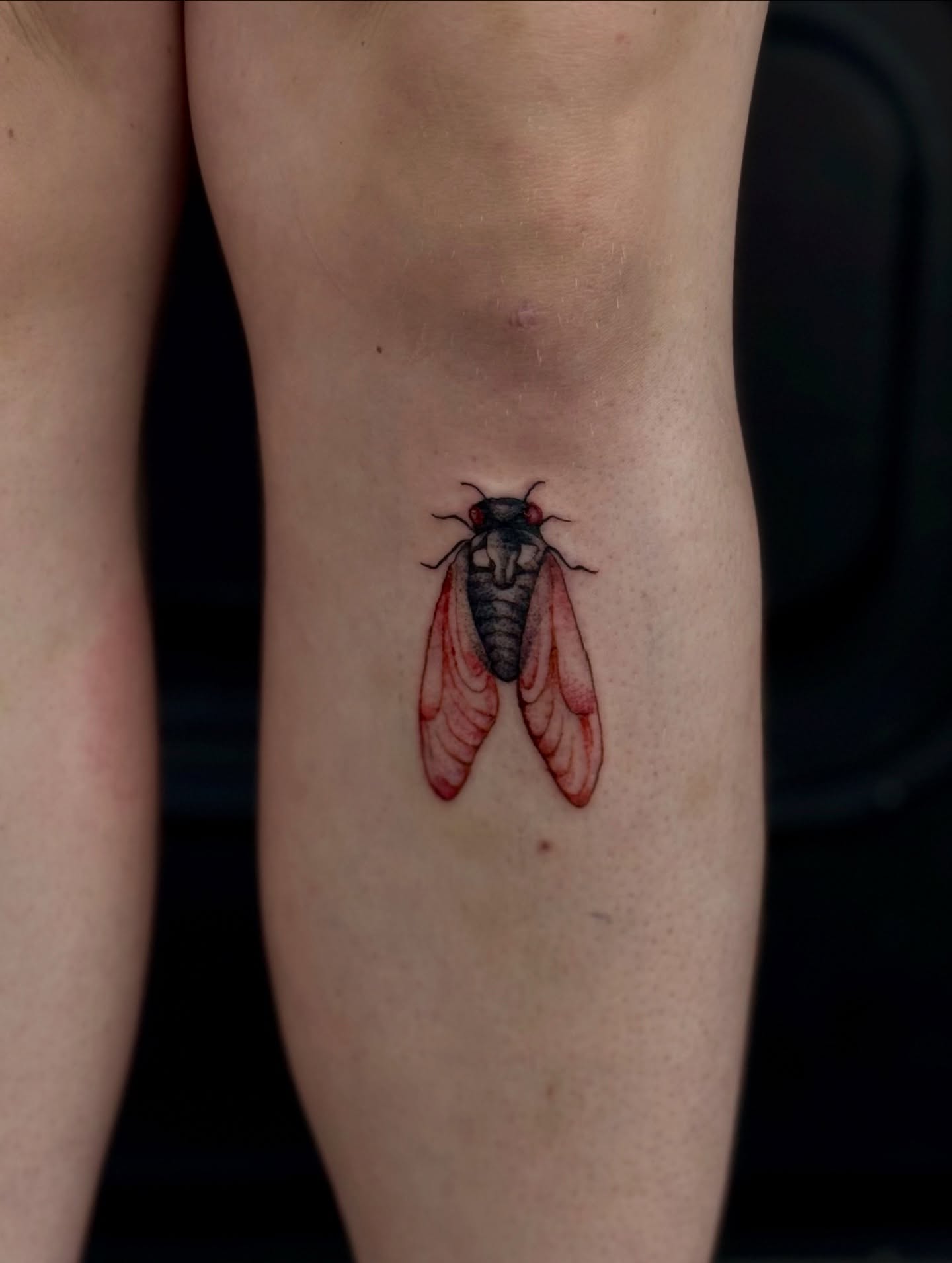 Cicada realism tattoo on the forearm by 𝙹𝙰𝚉𝚉 𝙲𝙷𝙰𝙾