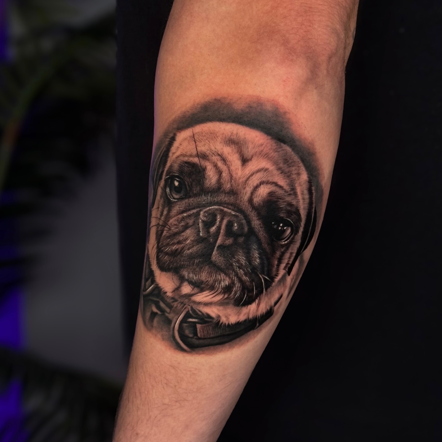Pug realism tattoo on the forearm by Flamure Islami