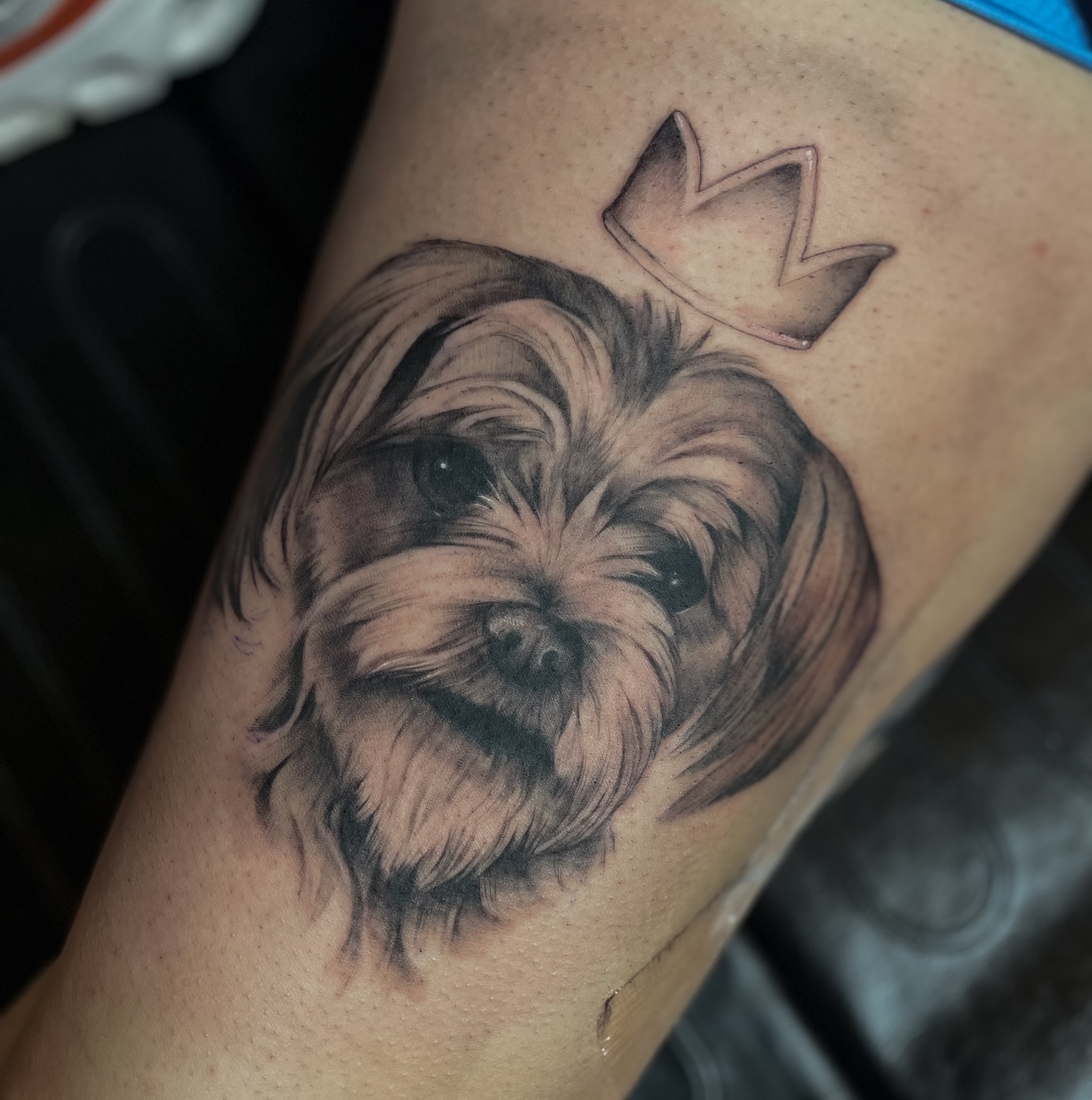 Yorkshire terrier with crown realism tattoo on the thigh by Erica Olivier