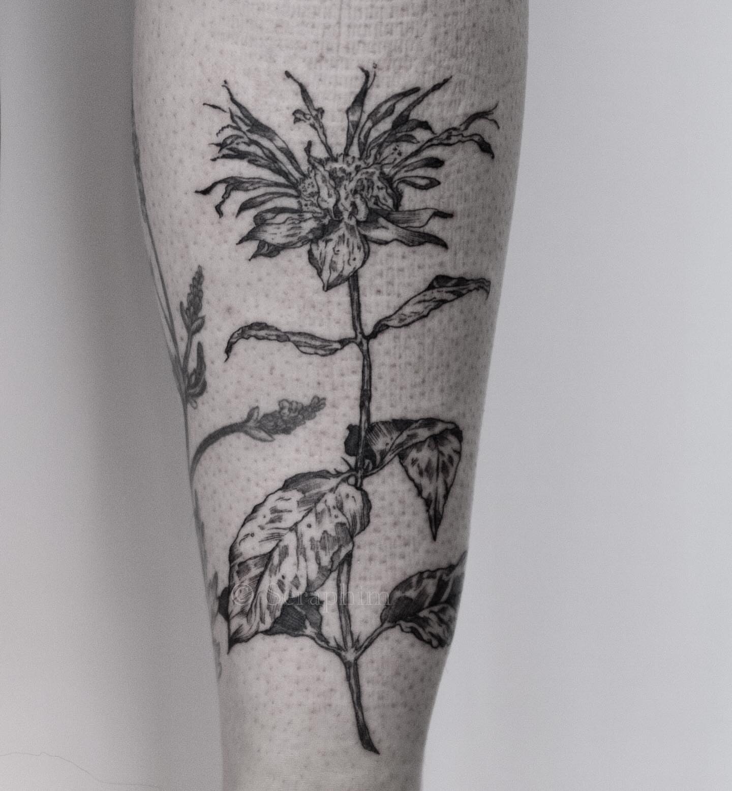 Tattoo by @seraphim.fineline — black_and_grey