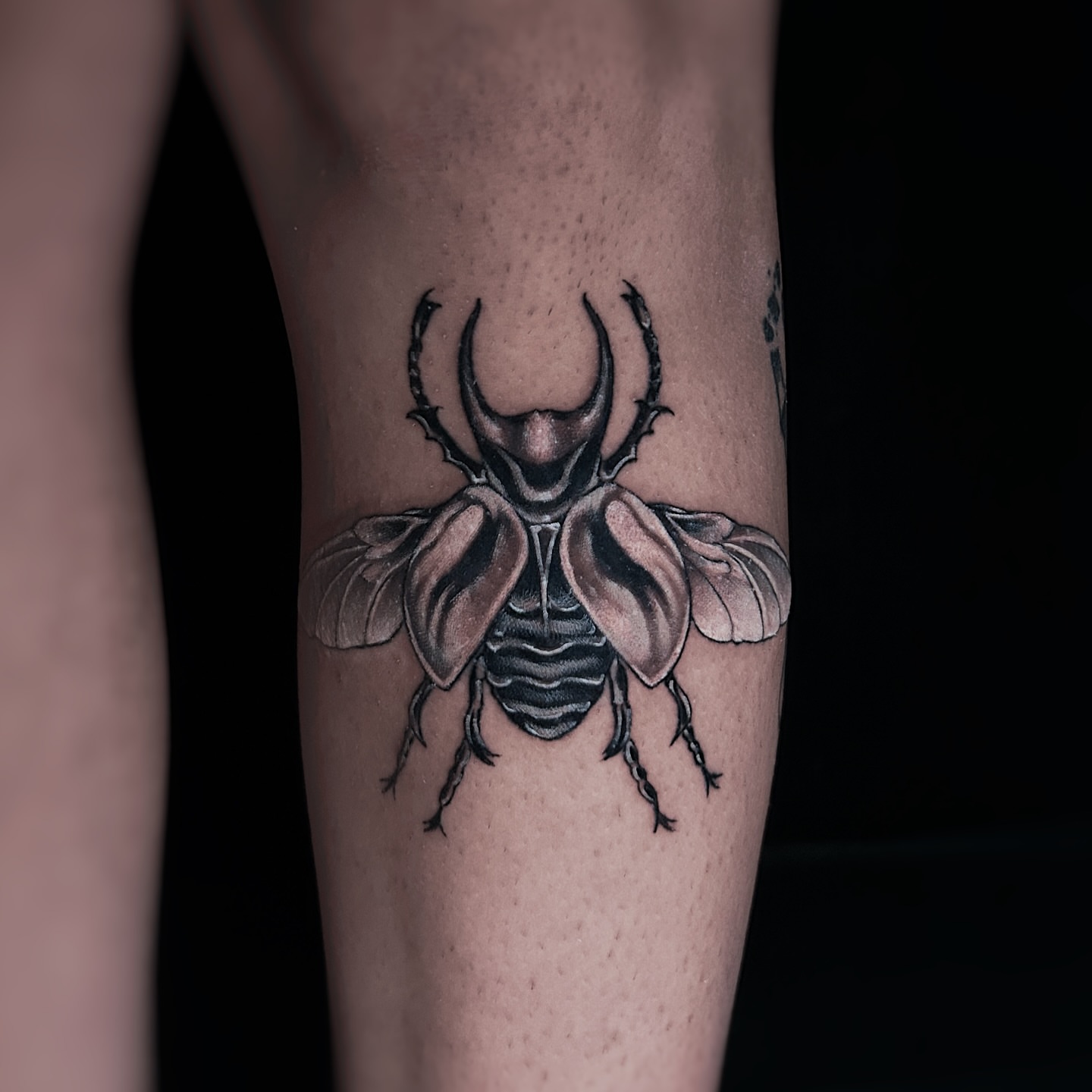 Beetle realism tattoo on the forearm by Kolby