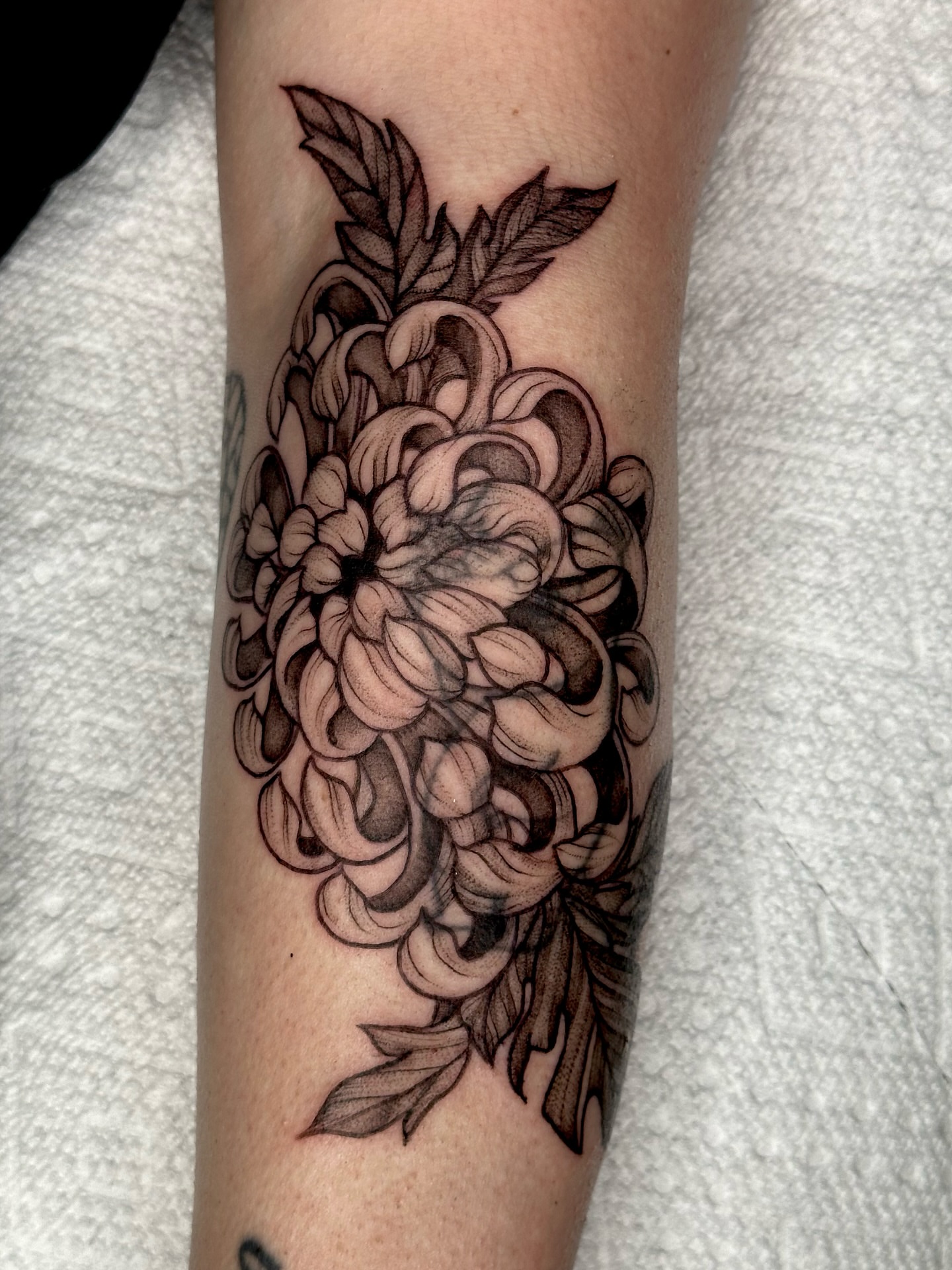 Chrysanthemum black and grey tattoo on the forearm by cora cupid