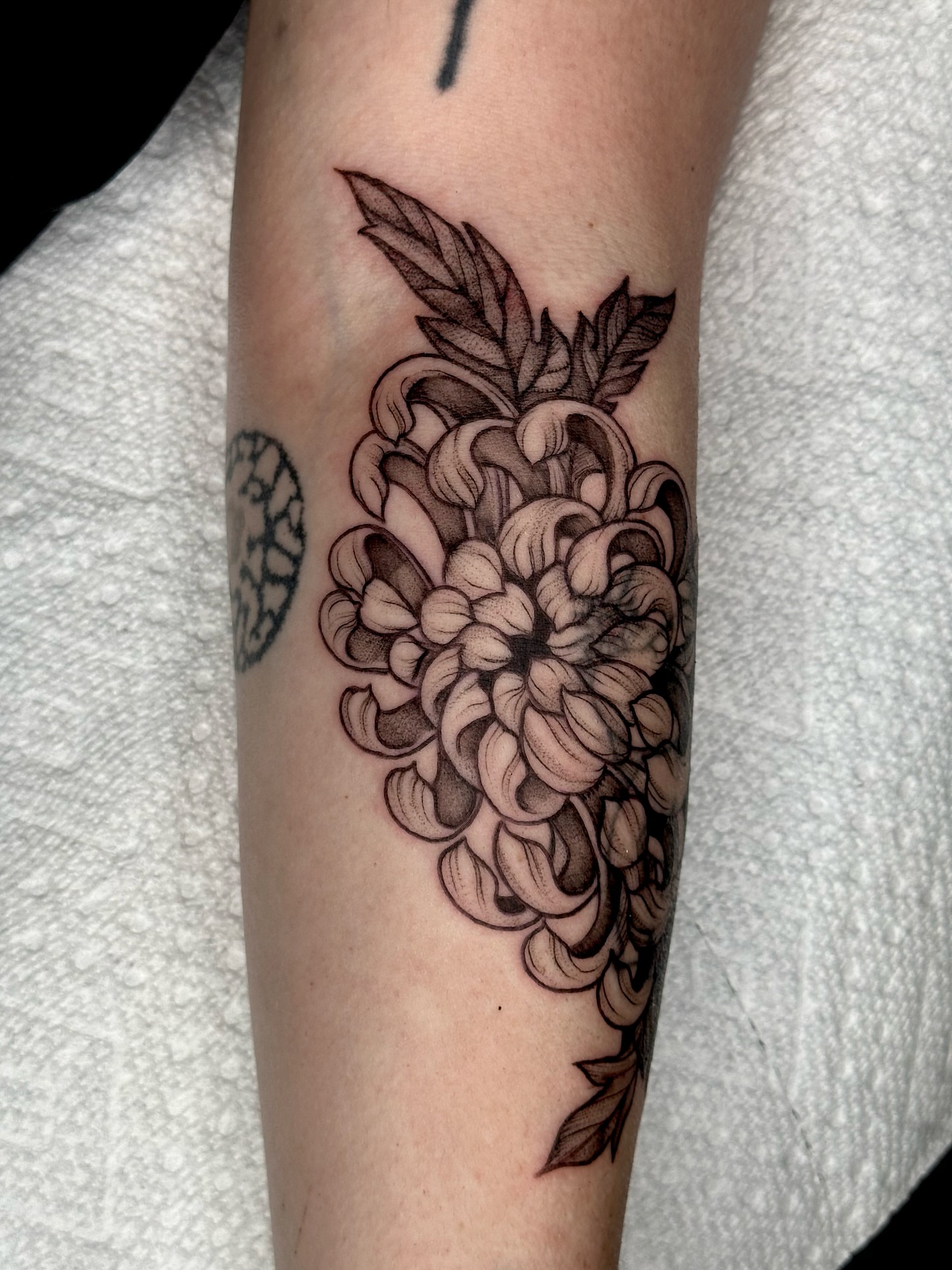 Chrysanthemum black and grey tattoo on the forearm by cora cupid