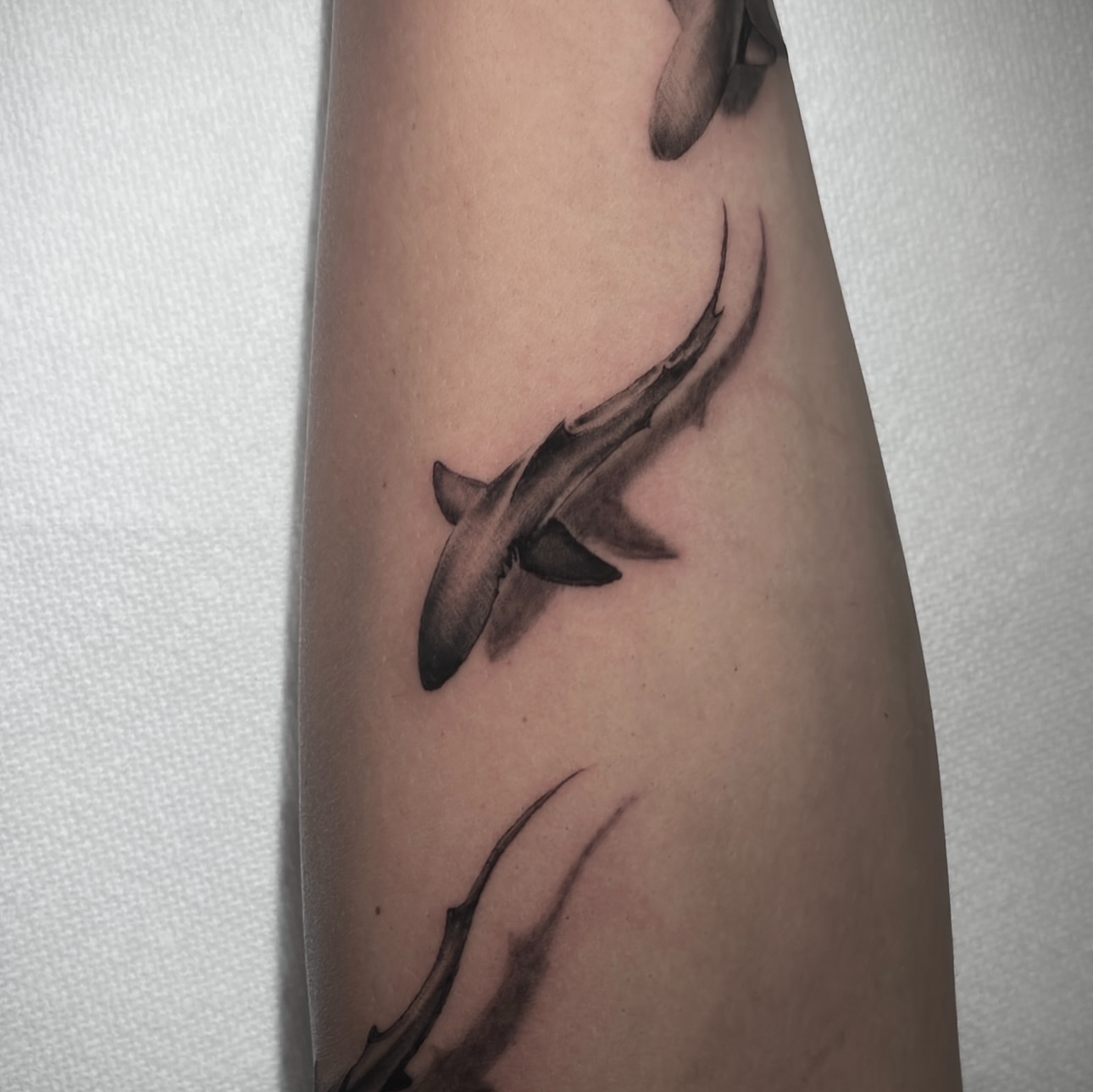 Shark black and grey tattoo on the forearm by Matt Elliott, Murfreesboro, Tennessee