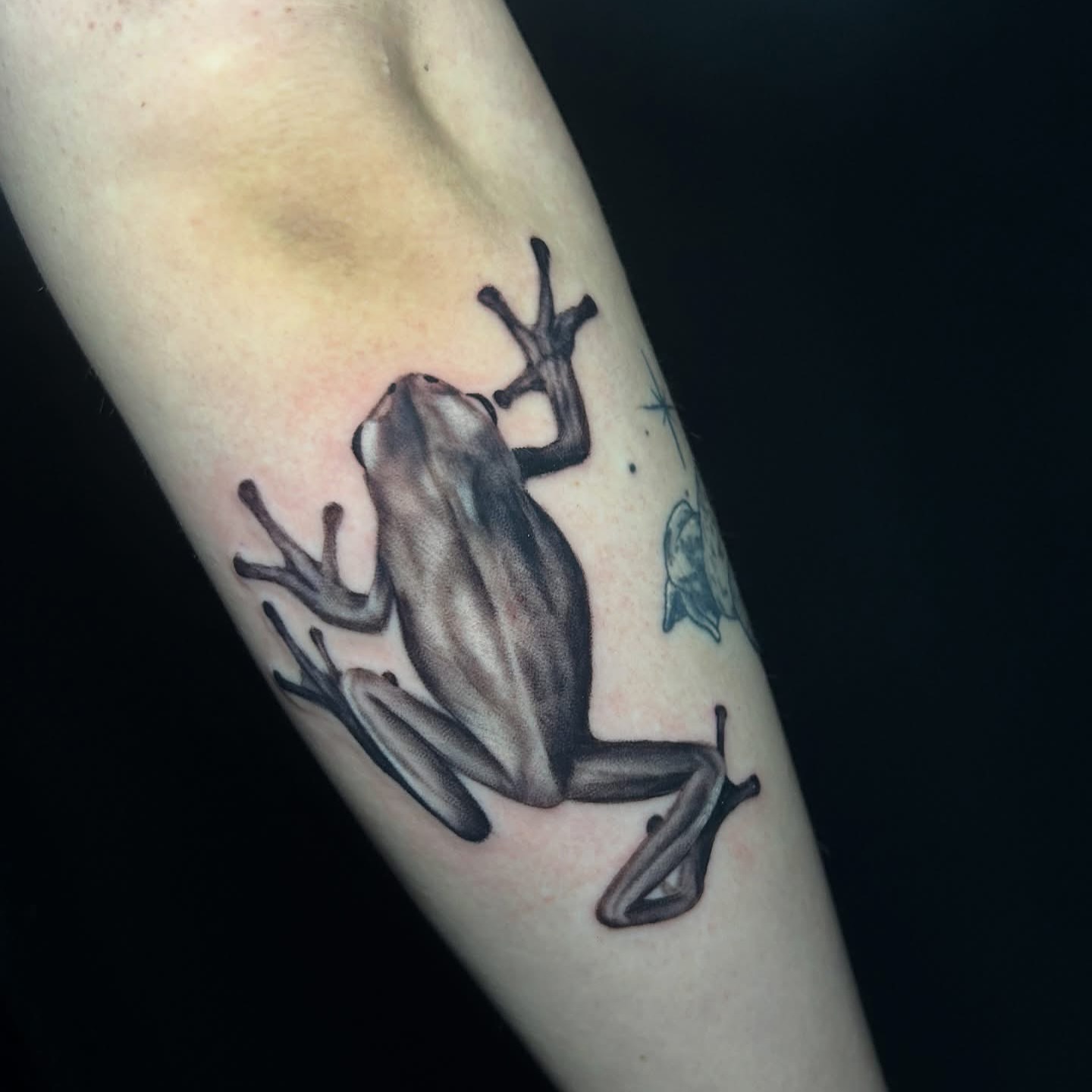 Frog realism tattoo on the forearm by Vanessa Kendyll’s Tattoos