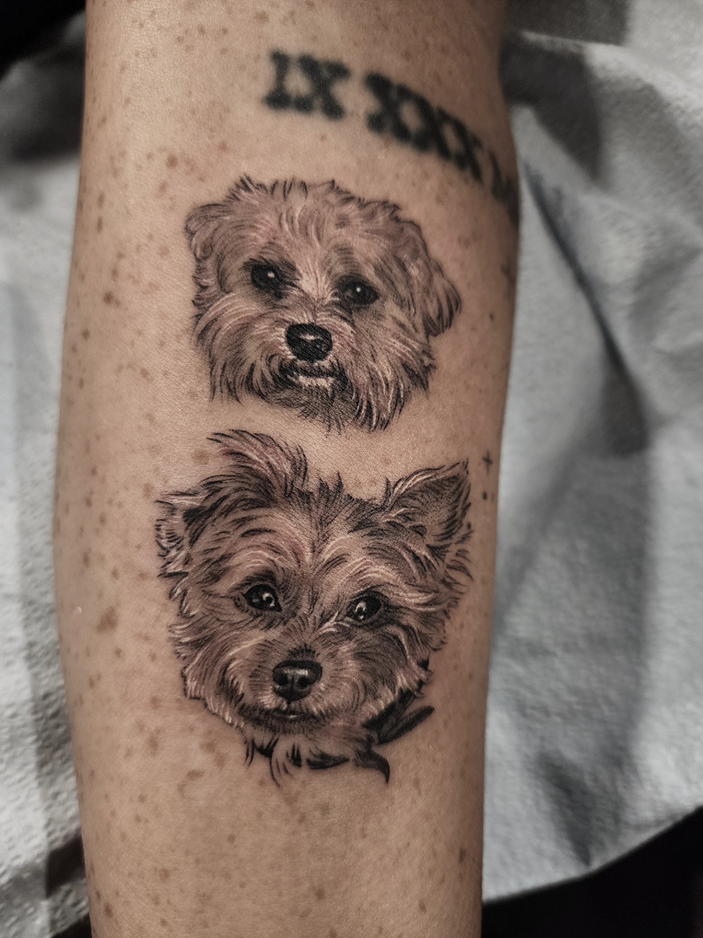 Dog portraits realism tattoo on the forearm by Dani Ryan
