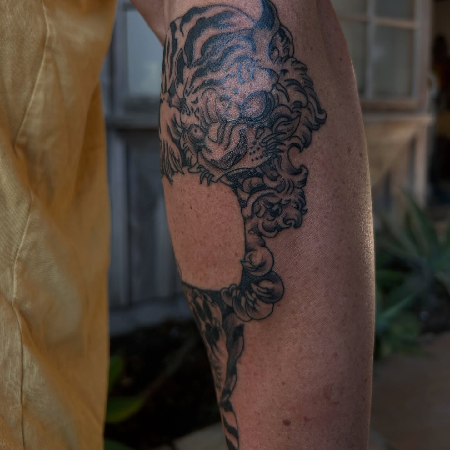 Lion black and grey tattoo on the leg by Amara Lyons, Matakana, New Zealand