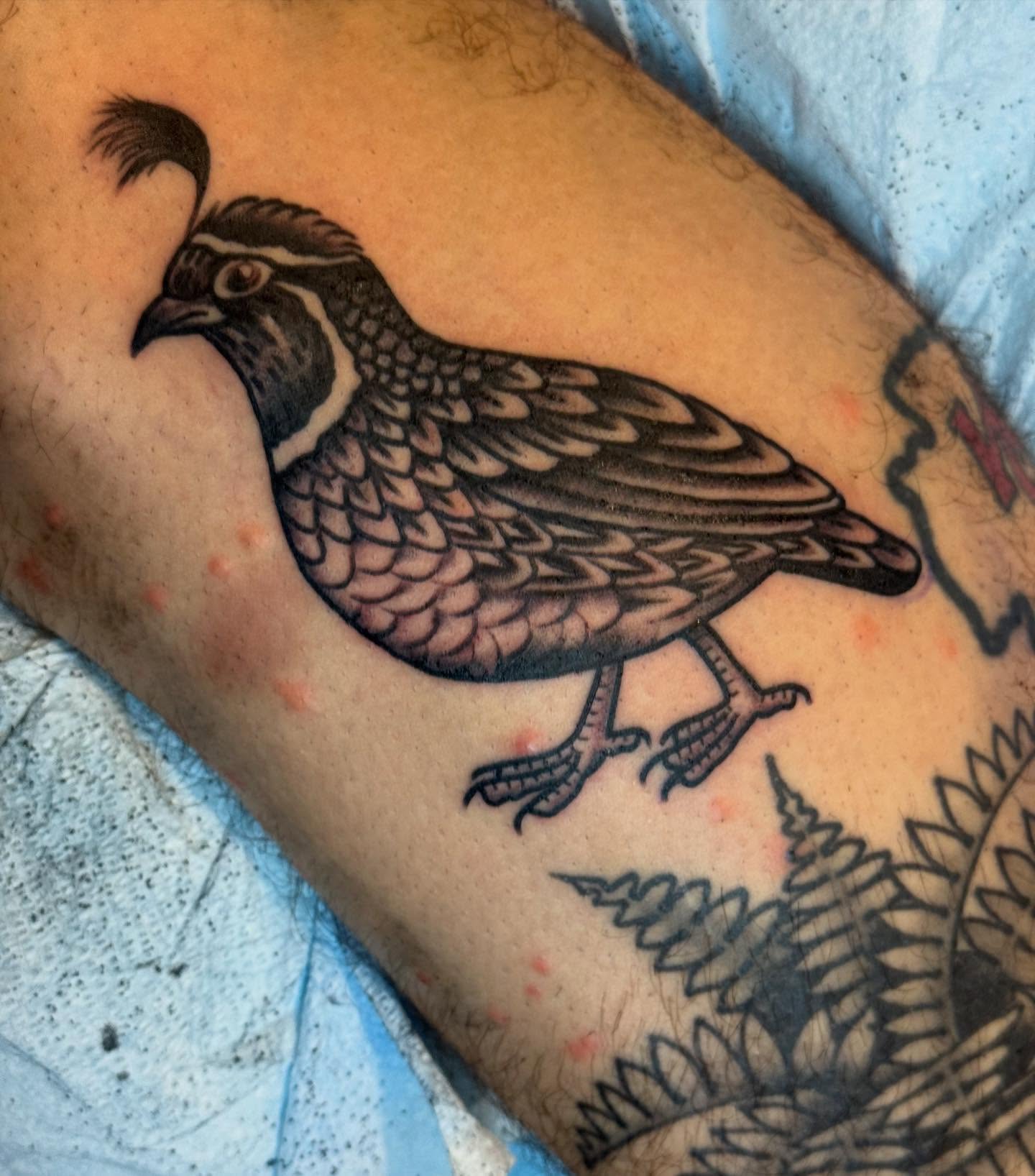 Quail American traditional tattoo on the thigh by Ross K. Jones Tattoos, San Francisco, California