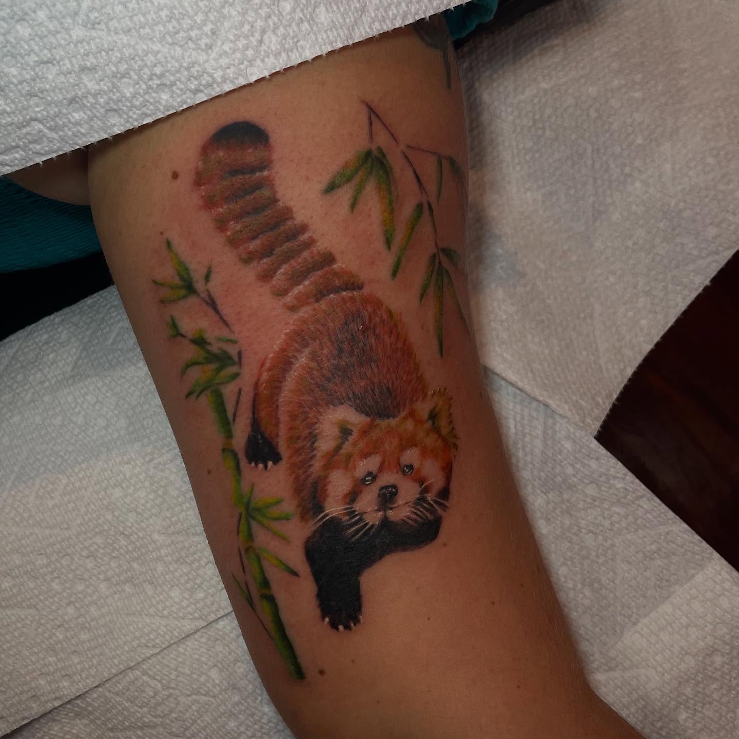 Red panda realism tattoo on the thigh by Chrissy Ungrew Tattoos, Covington, Kentucky
