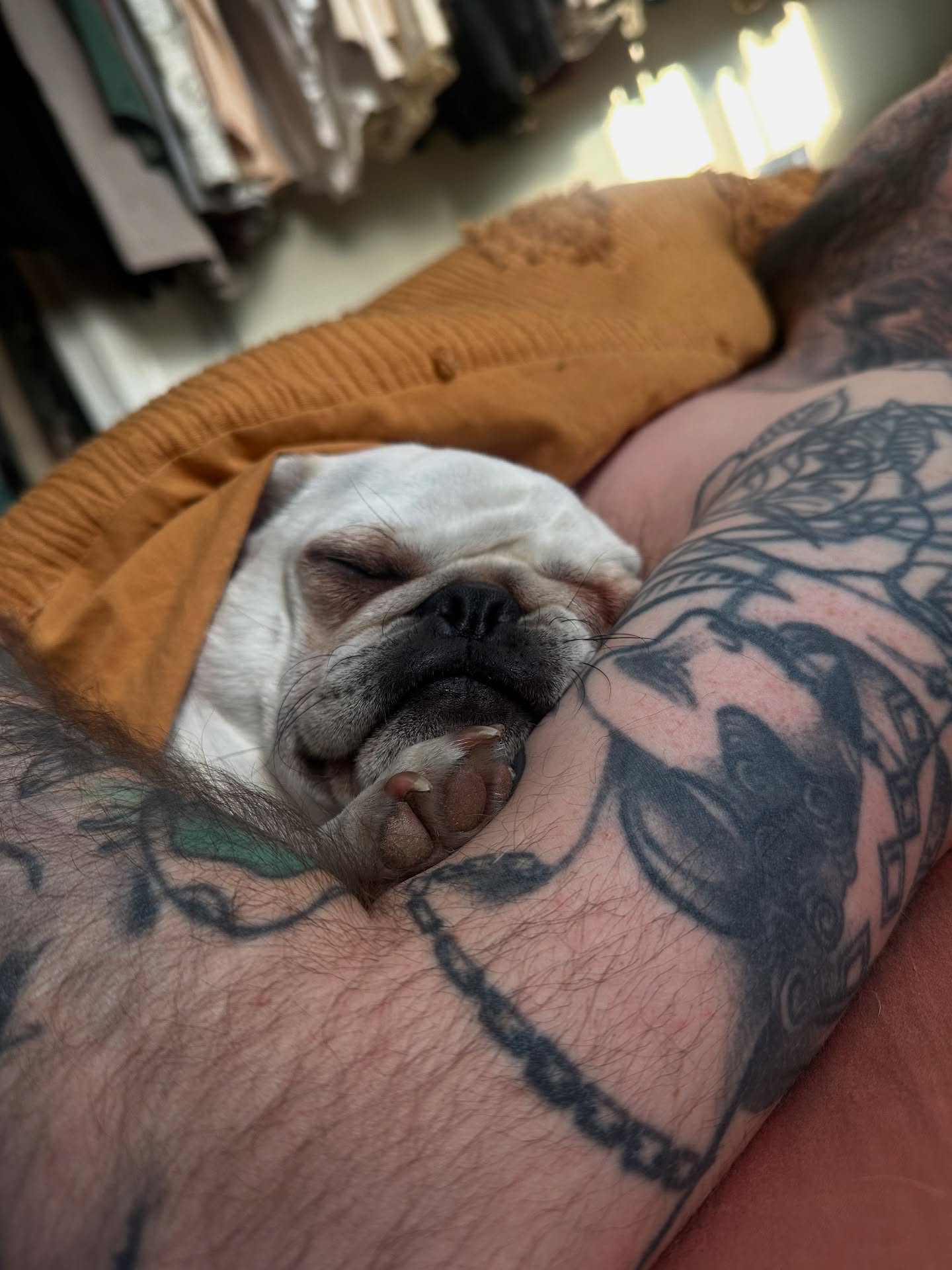 Dog American traditional tattoo on the upper arm by Christofer Irvin