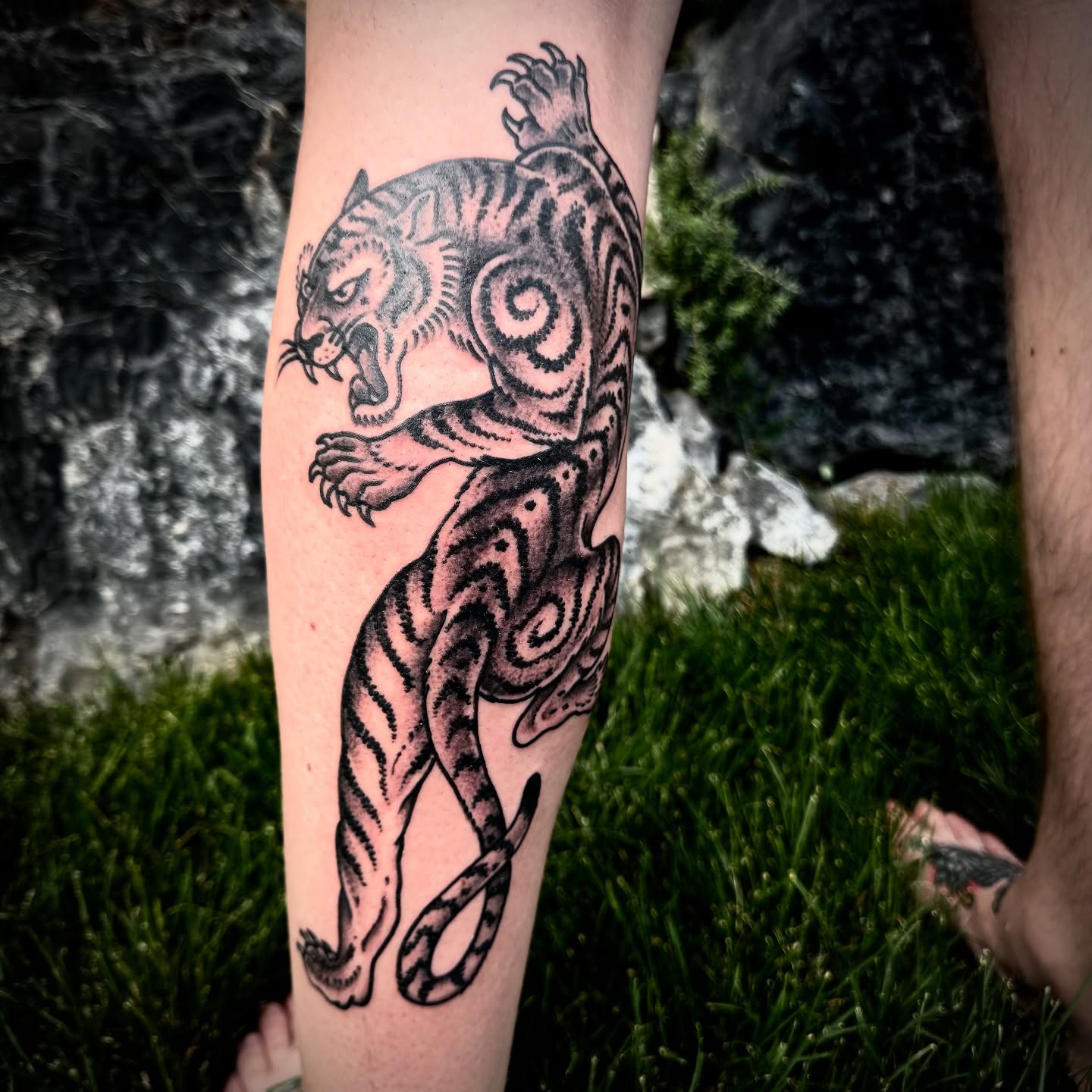 Tiger black and grey tattoo on the forearm by Kristen