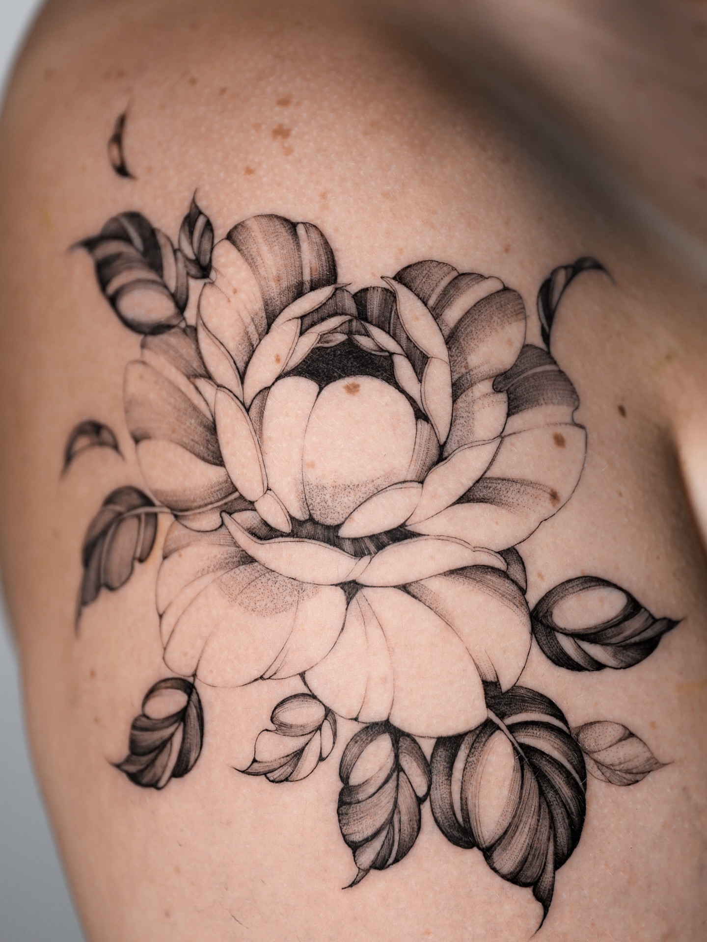 Lotus flower black and grey tattoo on the shoulder by @katuvetattoo