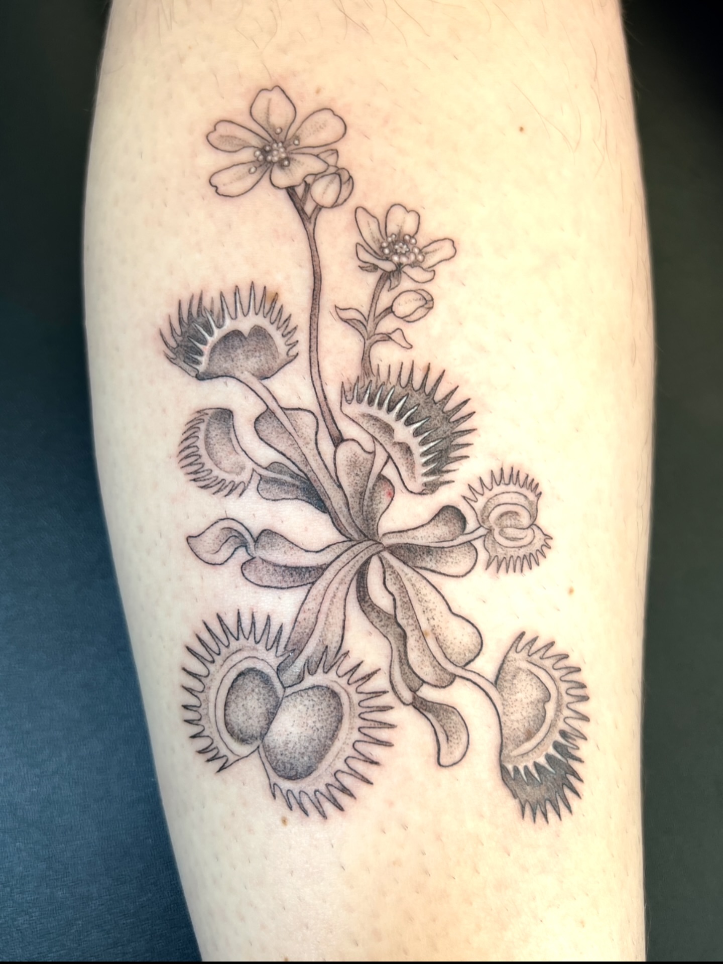 Venus flytrap black and grey tattoo on the forearm by Tattoos by Shashonna - Portland Tattoo Artist