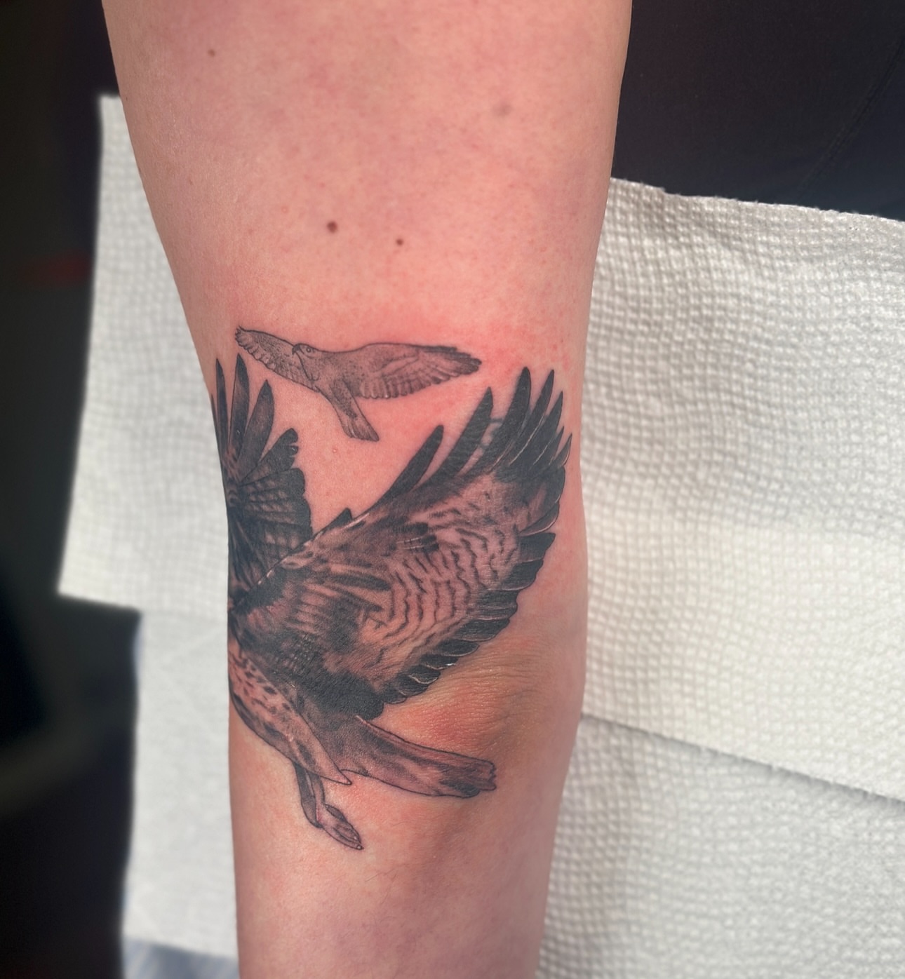 Hawk black and grey tattoo on the forearm by Nashville Tattoo Artist - Nicolette Madlyne