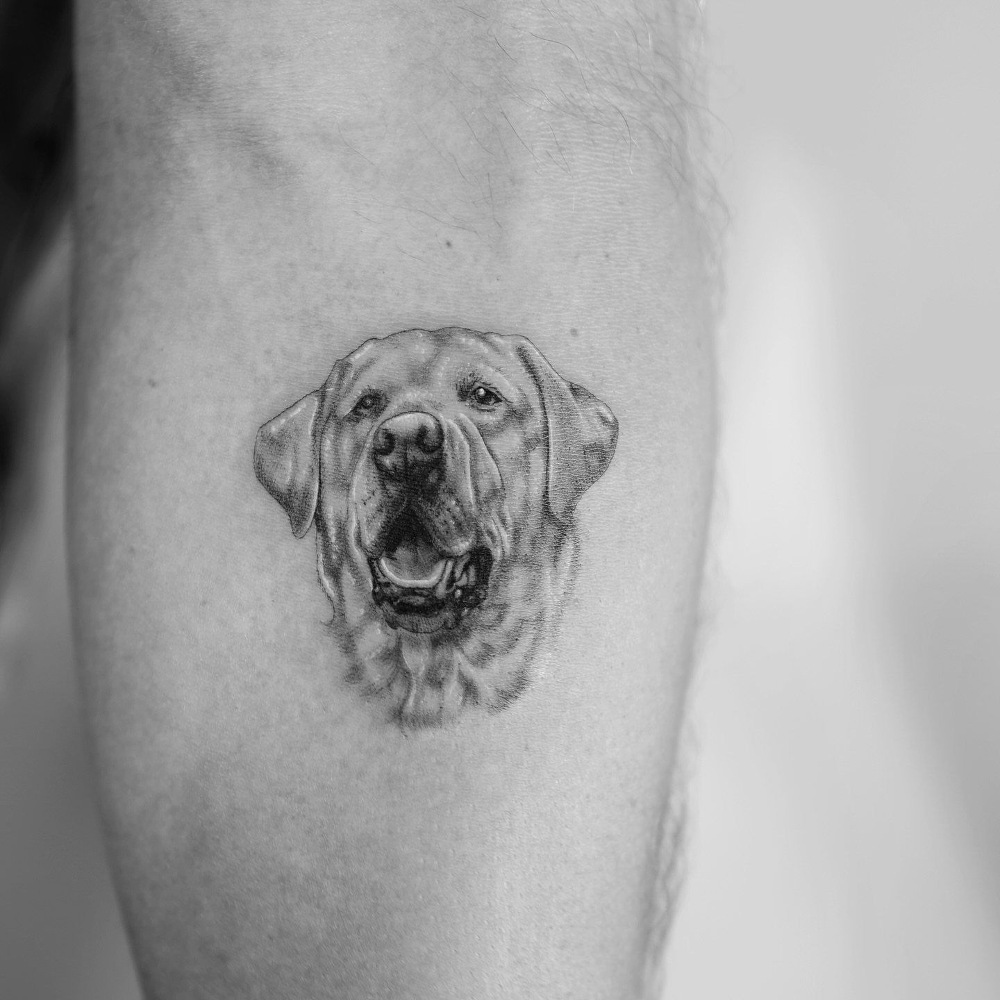Dog realism tattoo on the forearm by Ross Clark Tattoos