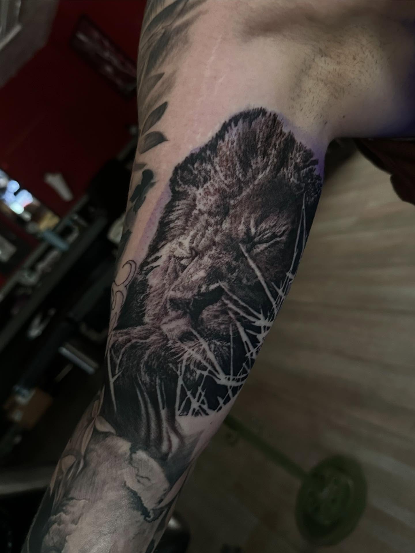 Lion realism tattoo on the forearm by Neil5one3