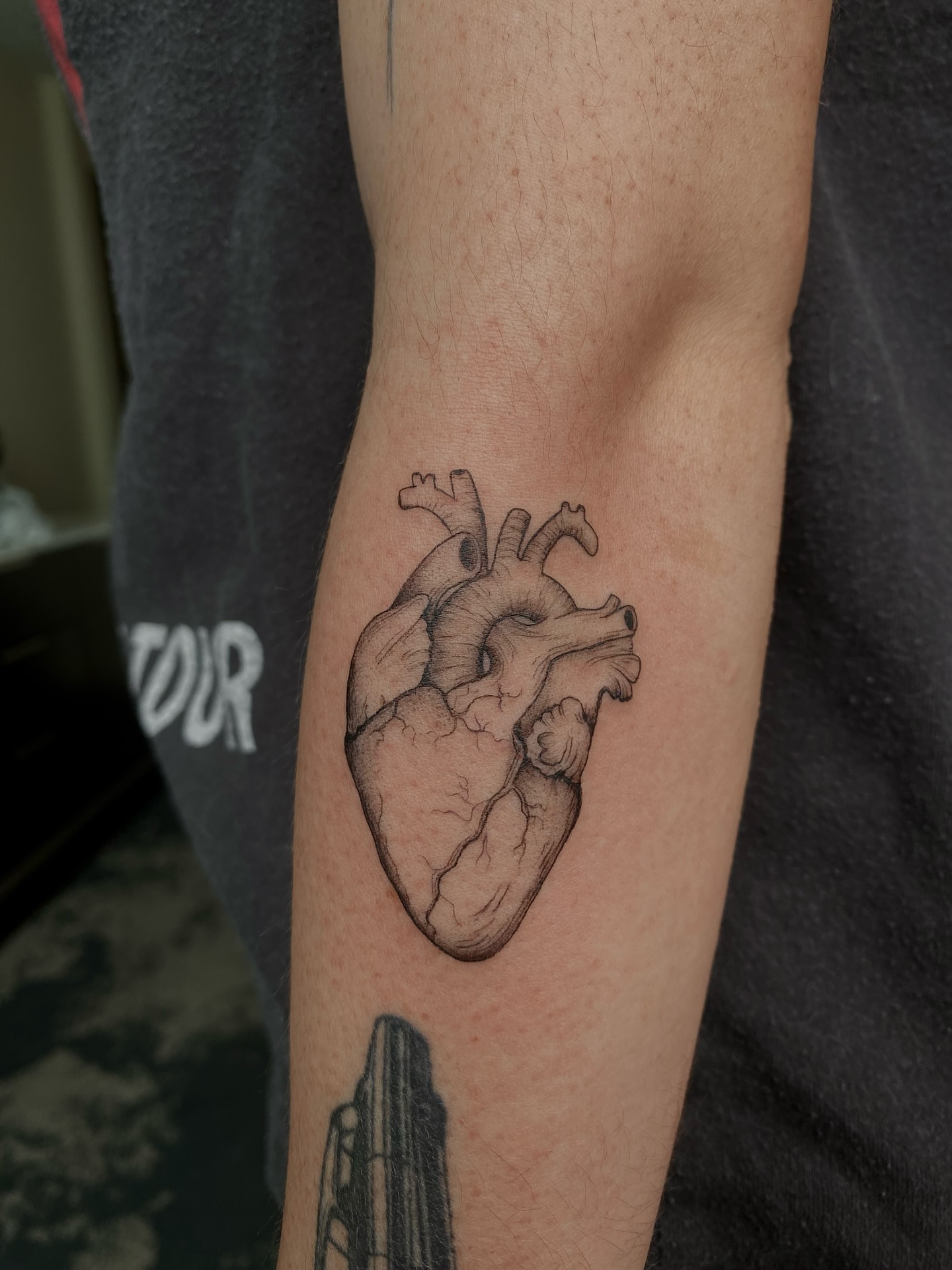 Anatomical heart realism tattoo on the forearm by Ninna