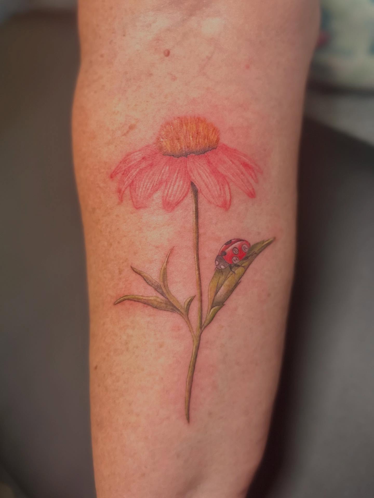 Echinacea flower realism tattoo on the forearm by 🌼Kristen Kooster Tattoos🌼