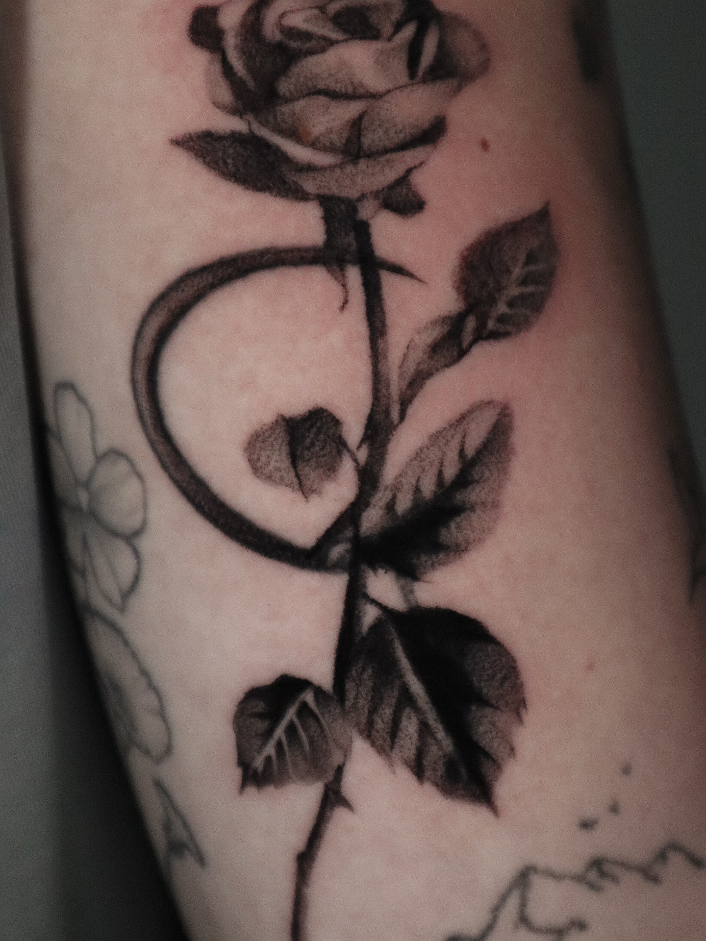 Rose black and grey tattoo on the forearm by 𝕮𝖔𝖓𝖓𝖔𝖗 ☾  ~ TATTOO ARTIST