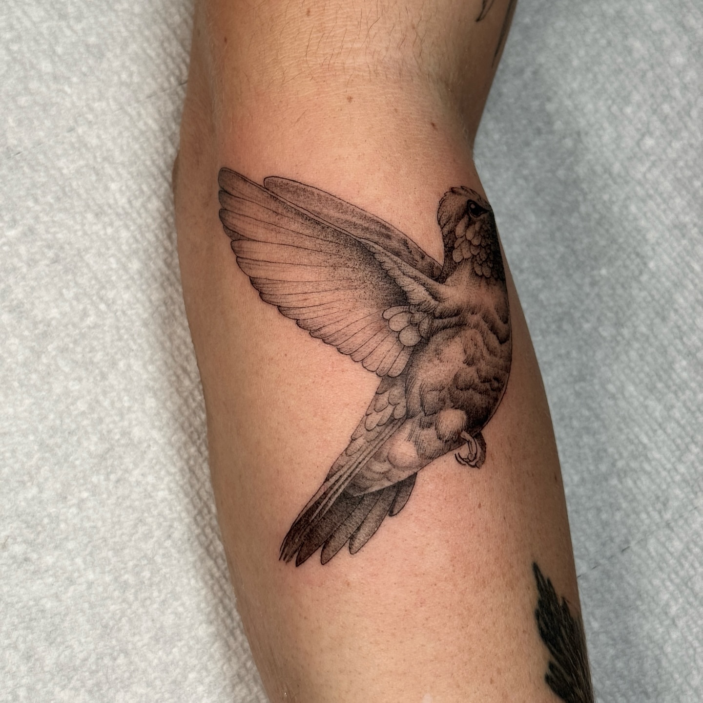 Bird black and grey tattoo on the forearm by Molly Murray