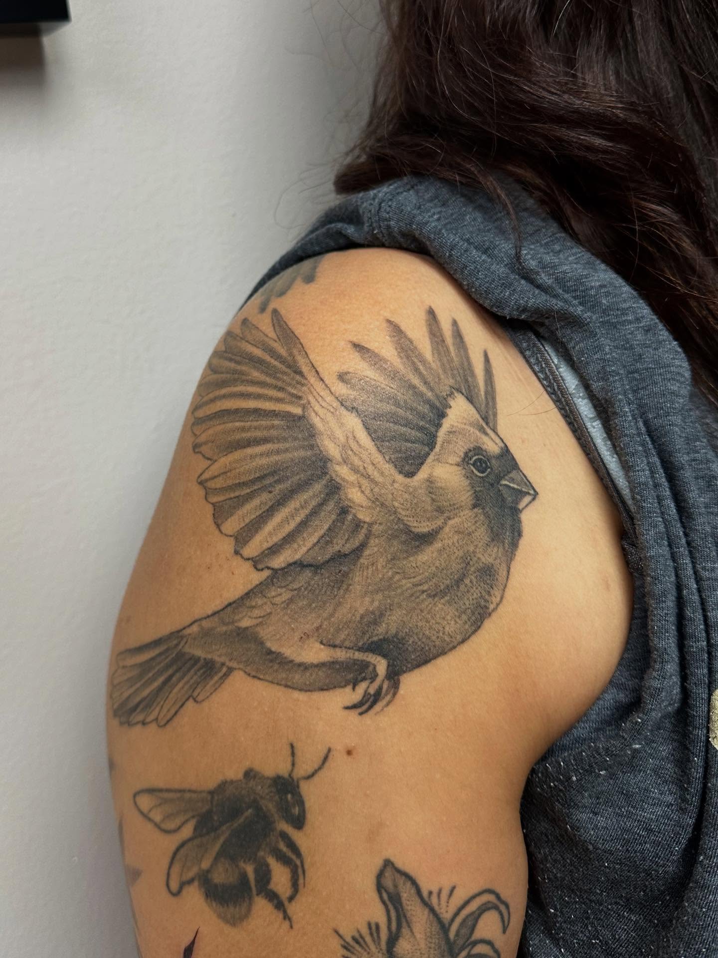 Cardinal bird realism tattoo on the shoulder by Heather Tattoos Danvers MA