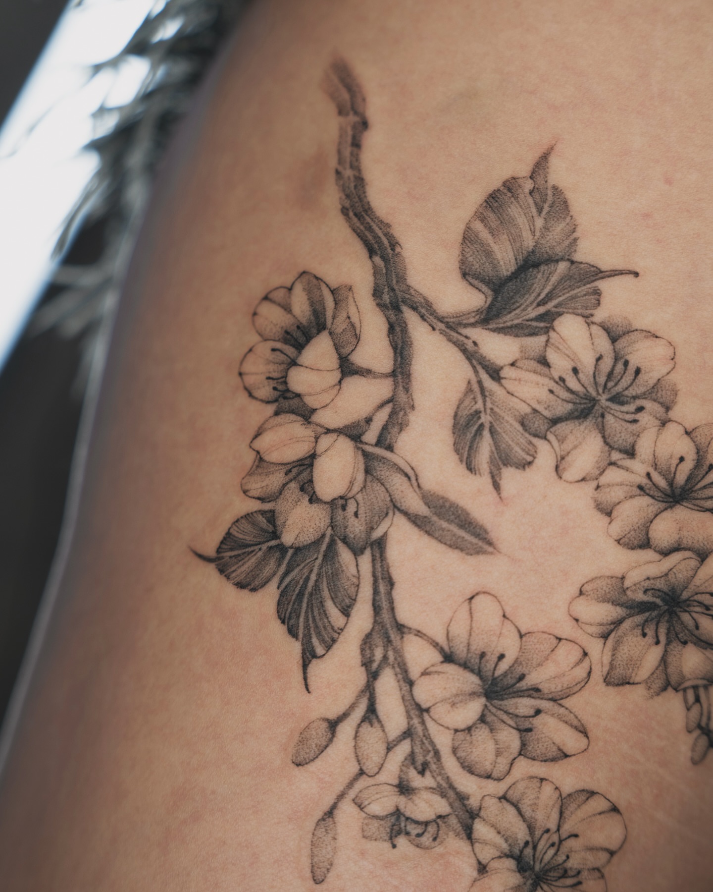 Cherry blossoms dotwork tattoo on the thigh by Tri