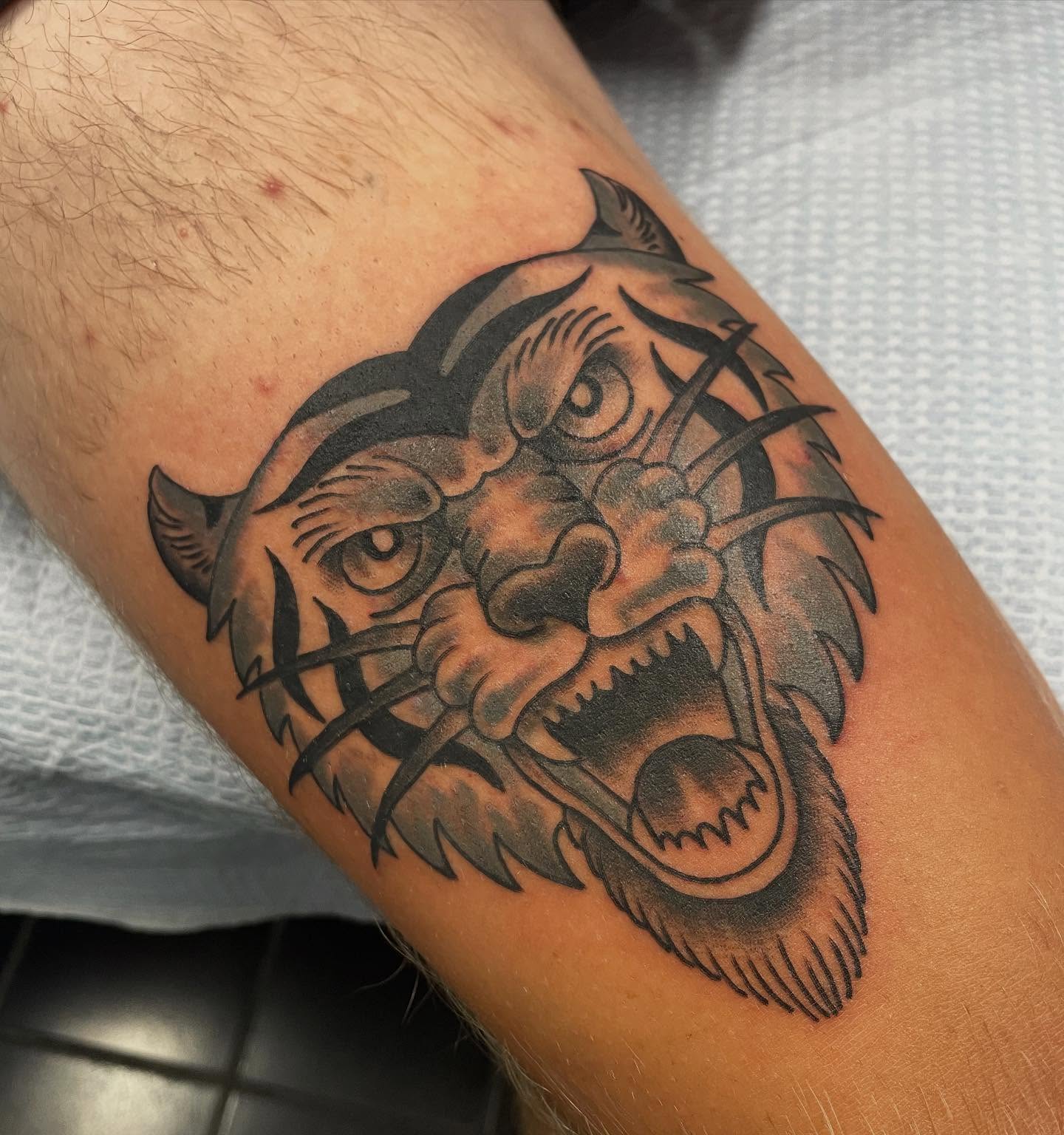Roaring tiger American traditional tattoo on the forearm by Andres Patino 🇪🇨🇺🇸