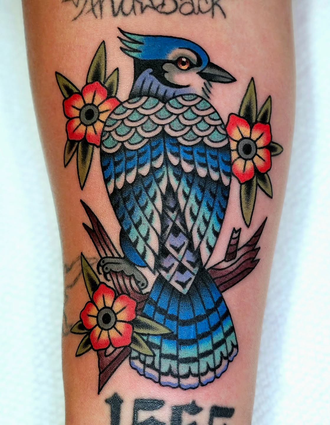 Blue jay American traditional tattoo on the forearm by Mike Graske, Minneapolis, Minnesota
