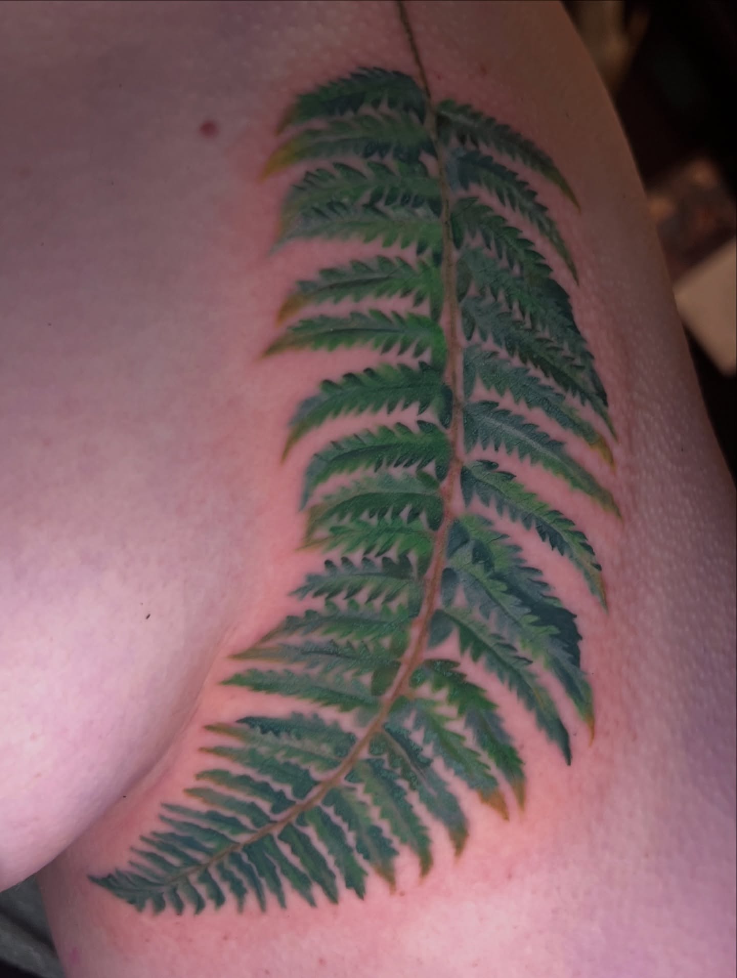 Fern leaf realism tattoo on the shoulder by Belle Halverson