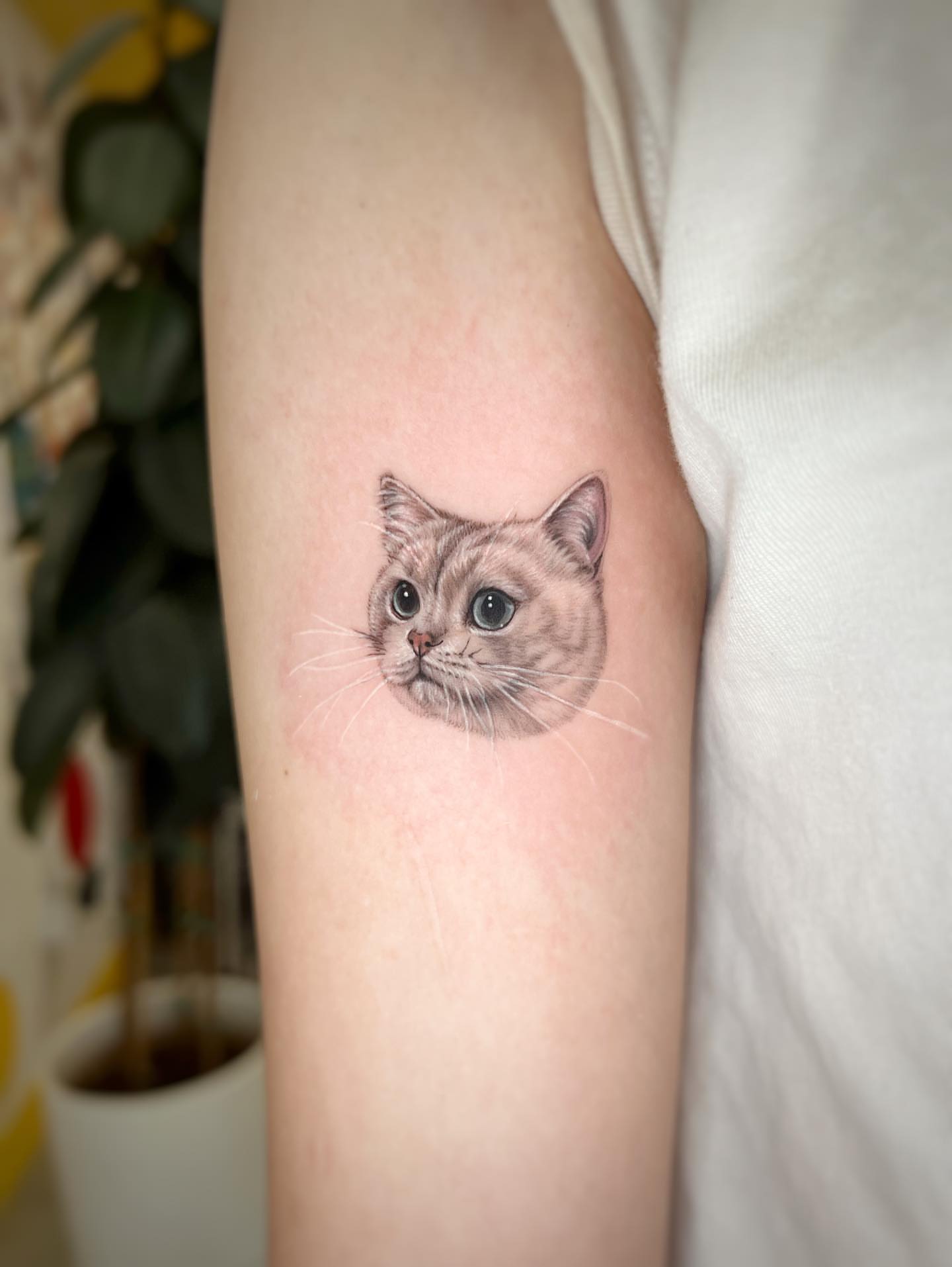 Cat realism tattoo on the forearm by Nana
