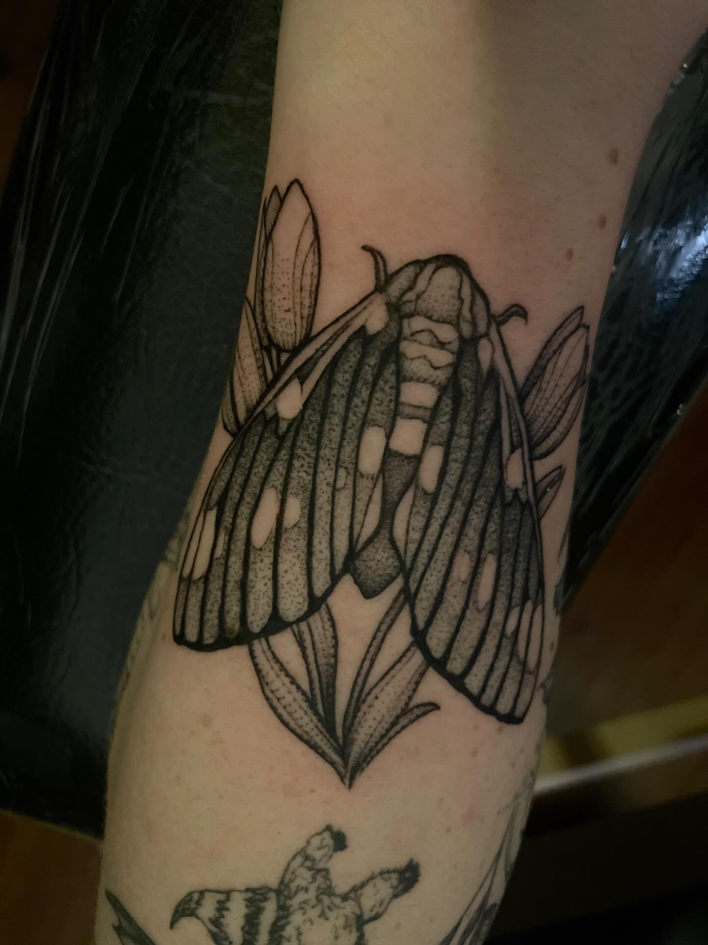 Moth dotwork tattoo on the forearm by Jacob Kearney