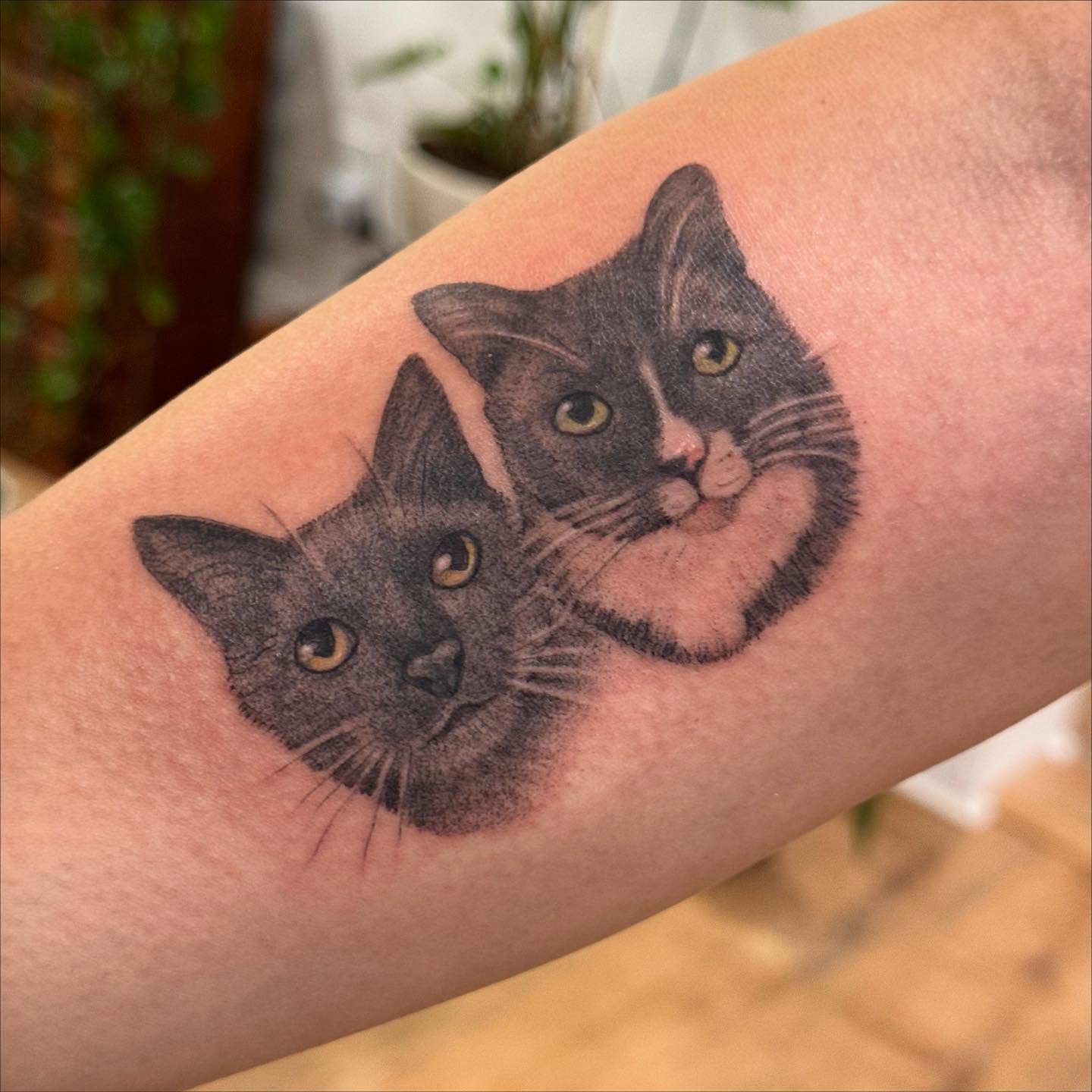 Two cats realism tattoo on the forearm by Sarah Seveney