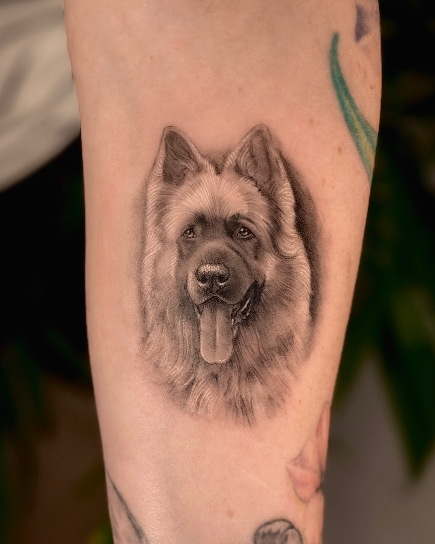 Dog realism tattoo on the forearm by Nicholas Solomon