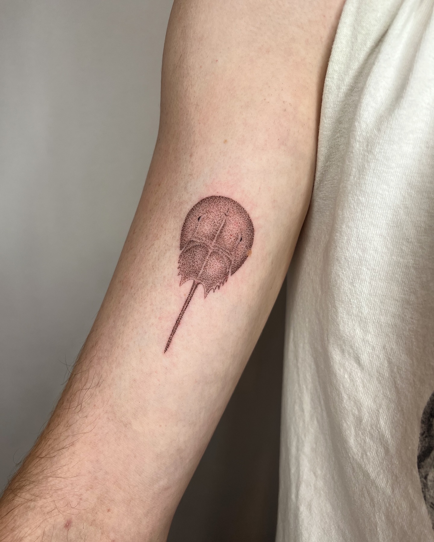 Horseshoe crab realism tattoo on the forearm by kait ❃ hartman