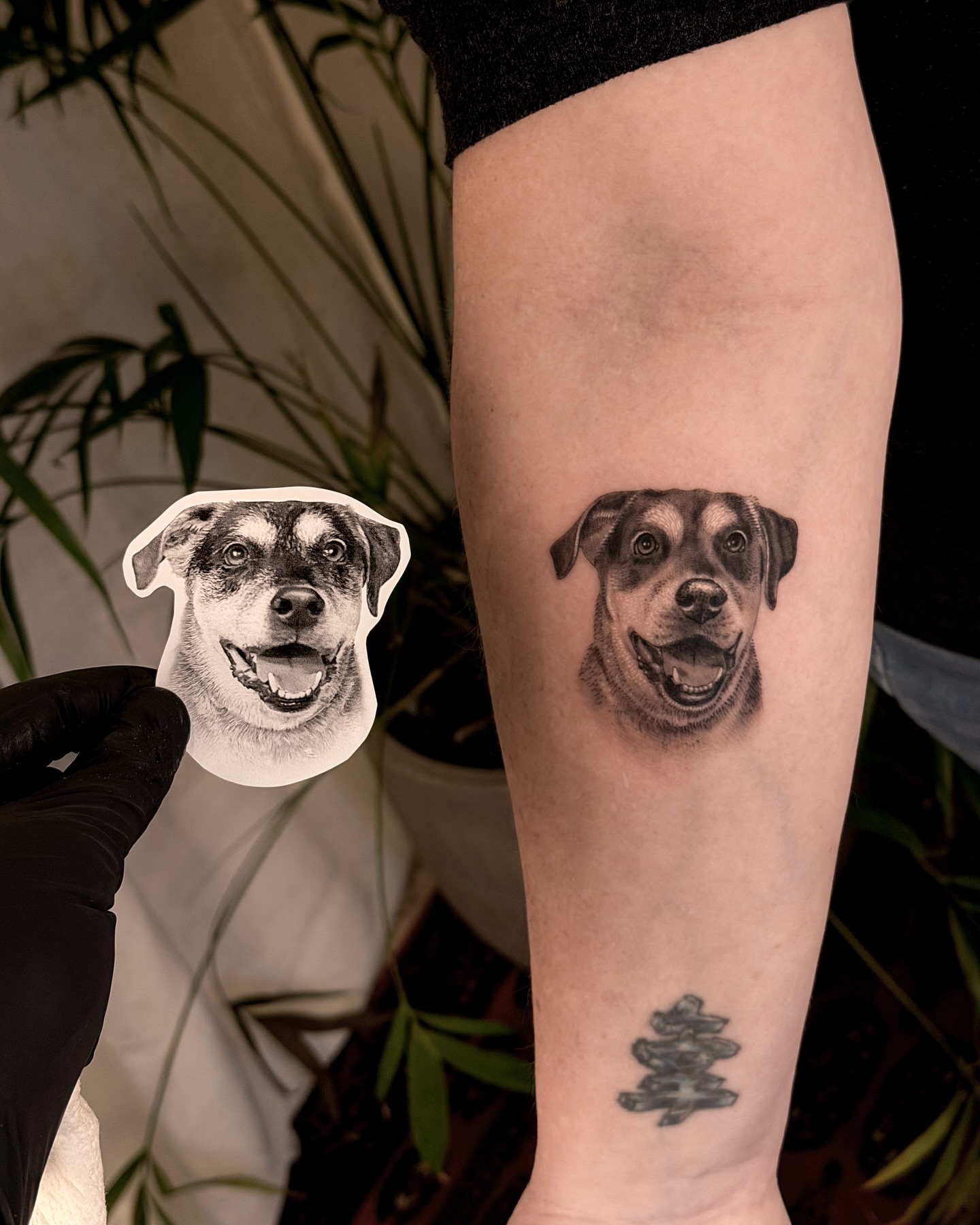 Dog portrait realism tattoo on the forearm by Nicholas Solomon