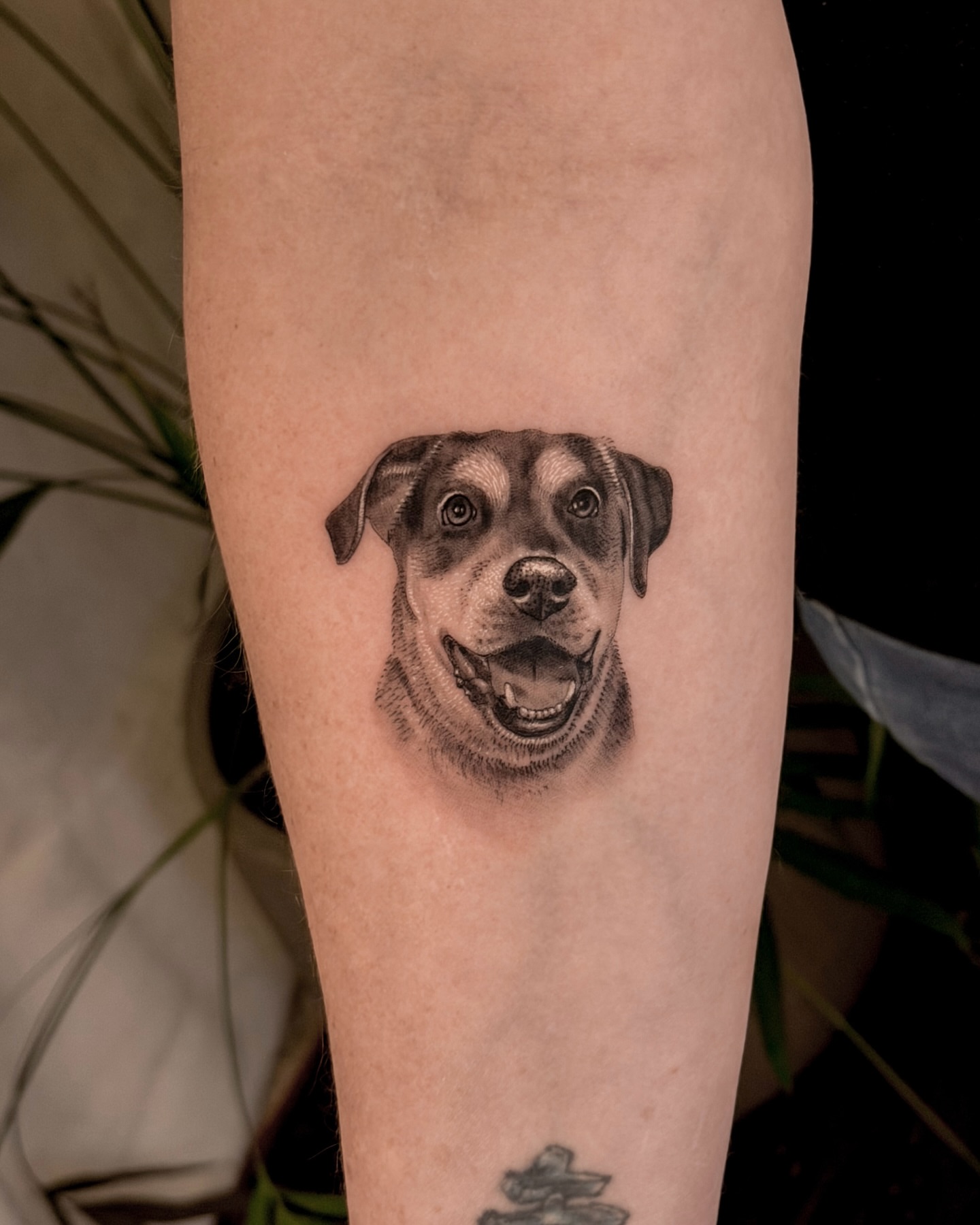 Dog realism tattoo on the forearm by Nicholas Solomon