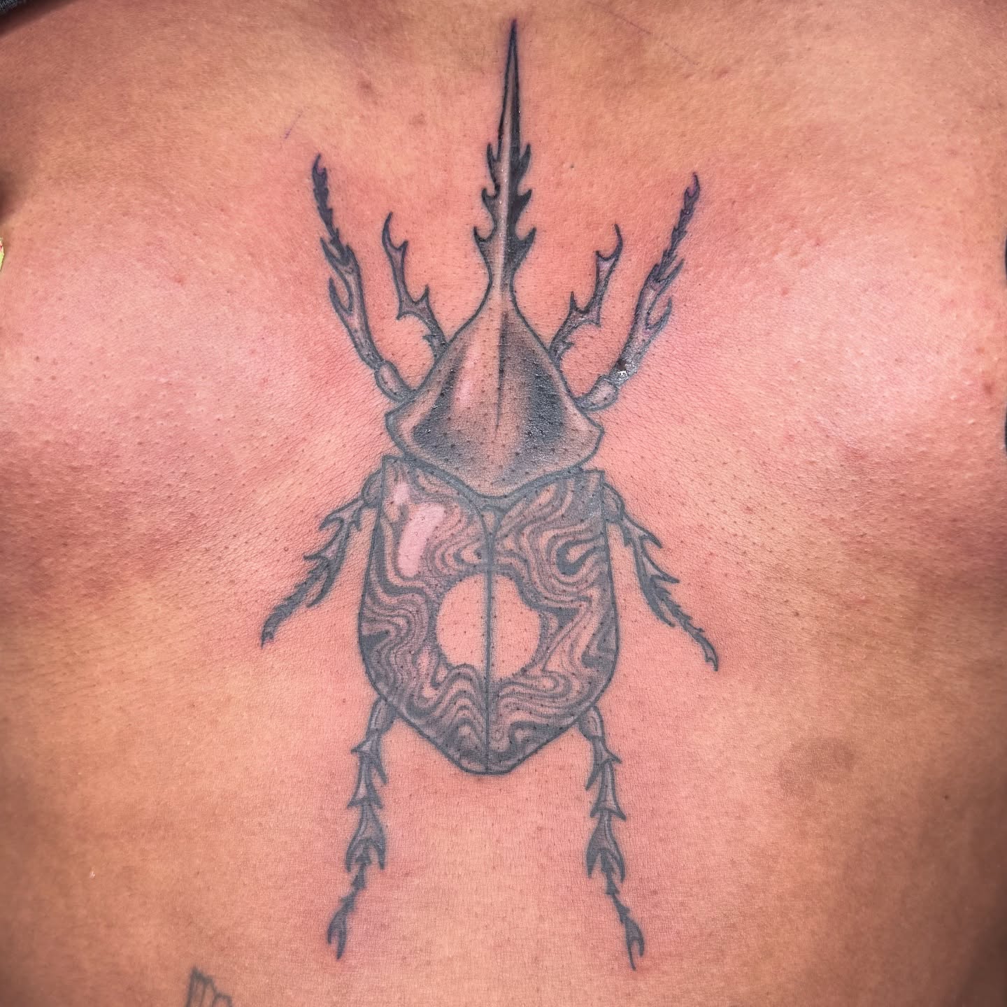 Rhinoceros beetle black and grey tattoo on the back by Chloe Peters 🦭🦄🏳️‍🌈